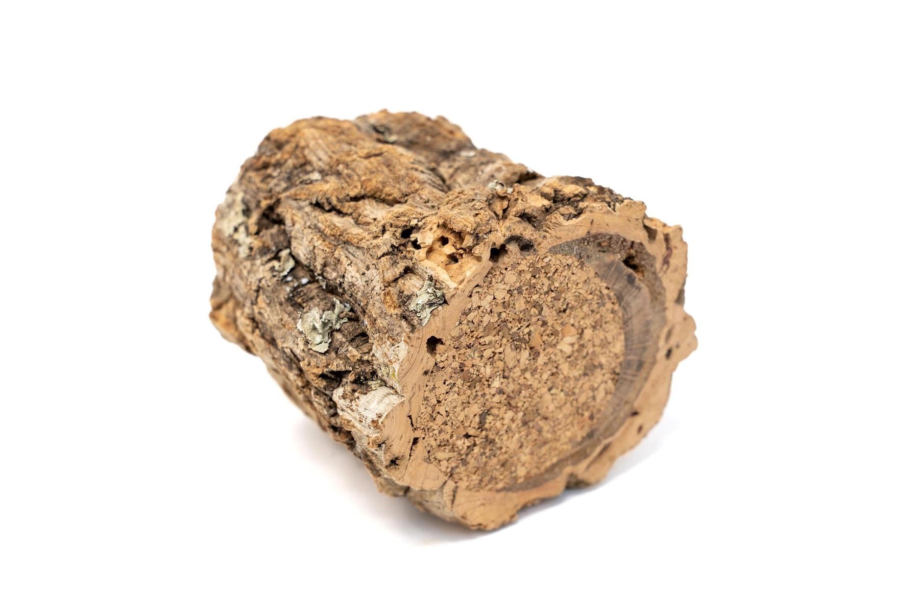 Natural Cork Bark Planters with Mini Tillandsia Xerographica Air Plant-terrarium-The Succulent Source