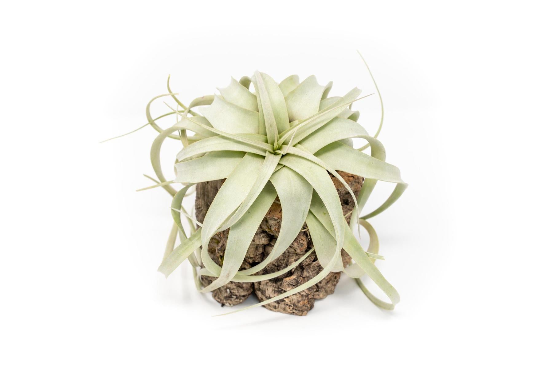Natural Cork Bark Planters with Mini Tillandsia Xerographica Air Plant-terrarium-The Succulent Source