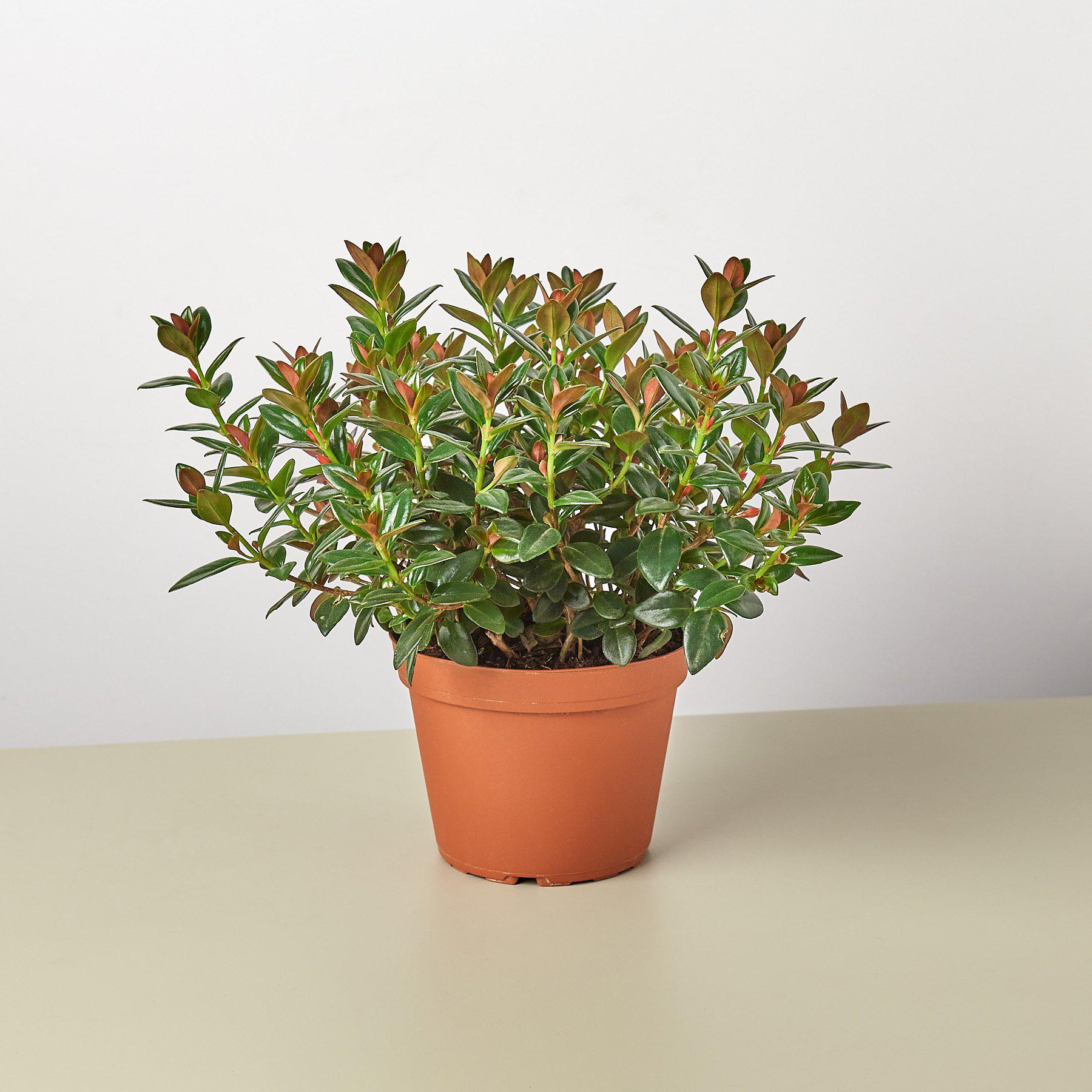 Nematanthus Black Goldfish Plant-Indoor Plants-The Succulent Source