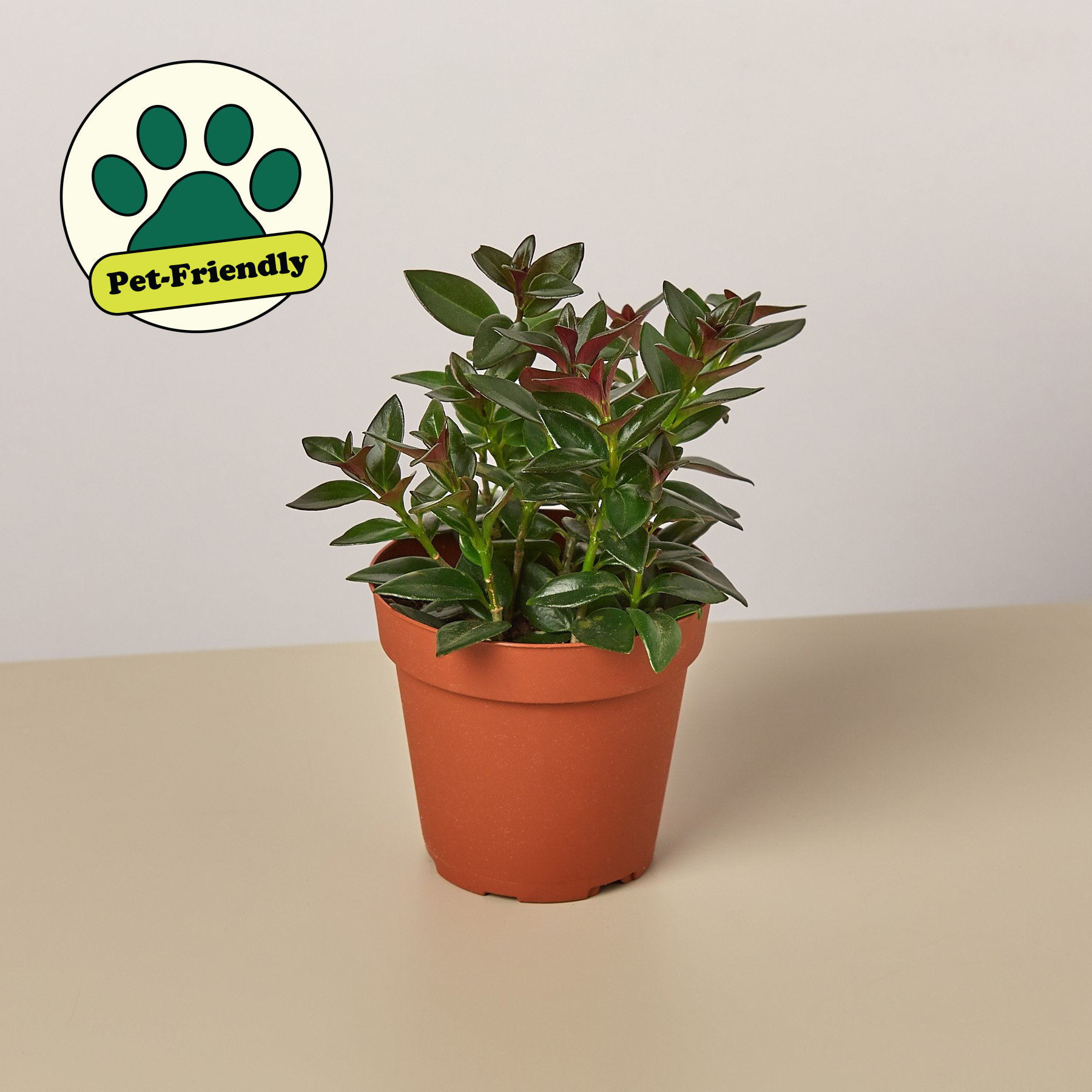 is a goldfish plant a succulent Nematanthus Black Goldfish Plant