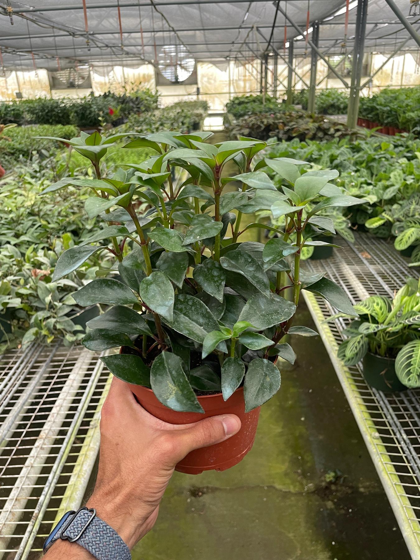 Nematanthus Black Goldfish Plant-Indoor Plants-The Succulent Source