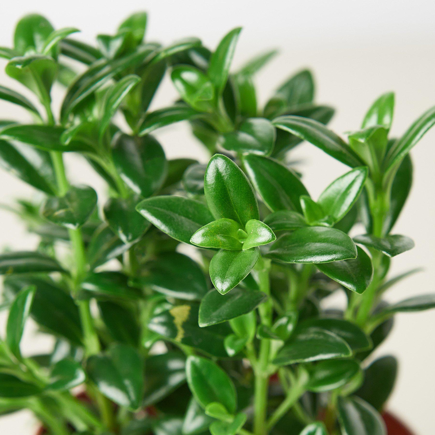 Nematanthus Candy Corn Plant 'Brazilian Firecracker'-Indoor Plants-The Succulent Source