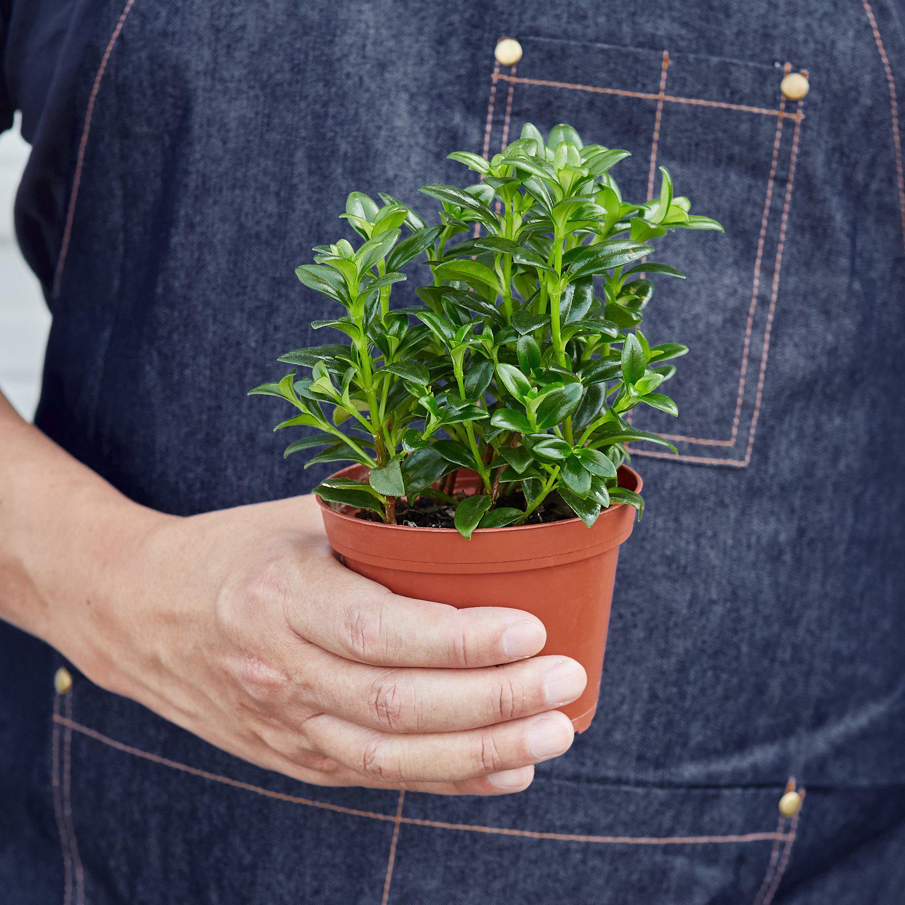 Nematanthus Candy Corn Plant 'Brazilian Firecracker'-Indoor Plants-The Succulent Source