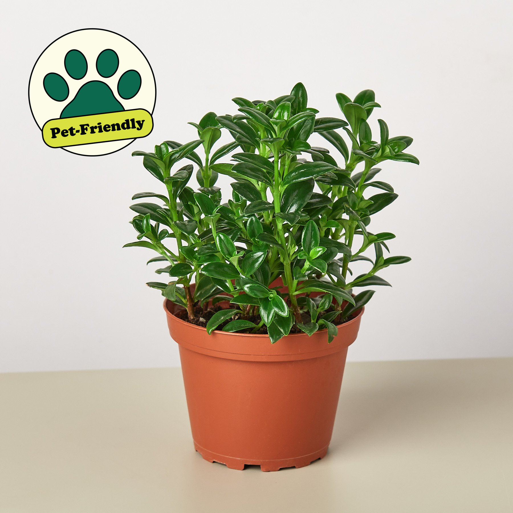 Nematanthus Candy Corn Plant 'Brazilian Firecracker'-Indoor Plants-The Succulent Source