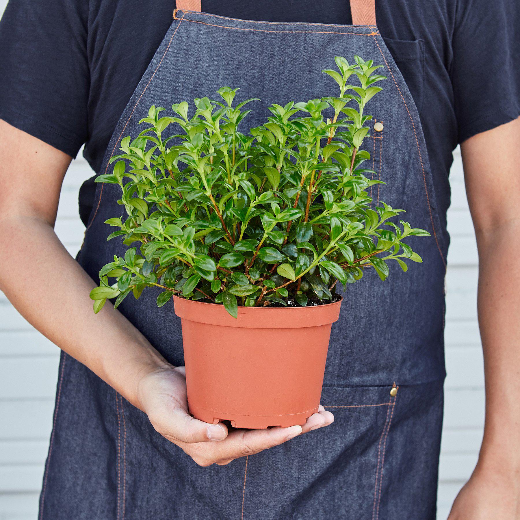 Nematanthus Candy Corn Plant 'Brazilian Firecracker'-Indoor Plants-The Succulent Source