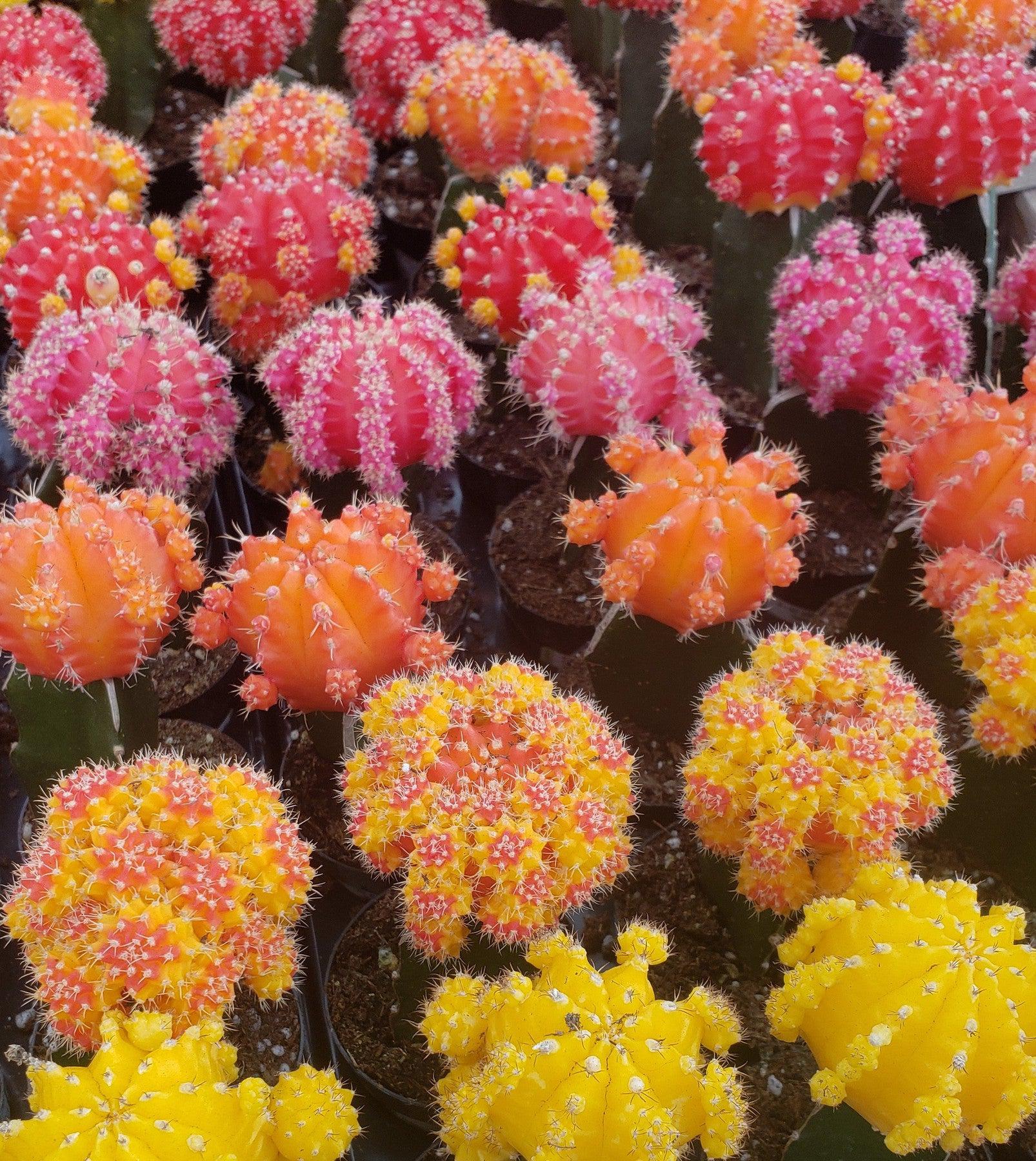 Neon Moon Glow Cactus by Justus-Cactus - Small - Favor-The Succulent Source