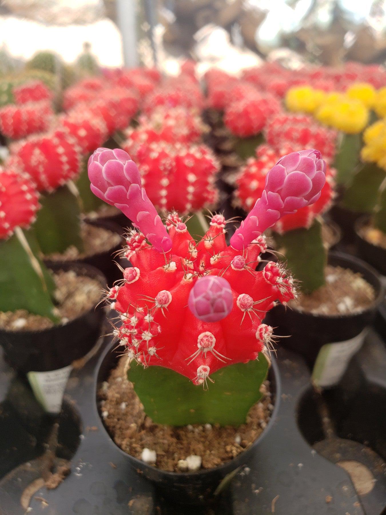 Neon Moon Glow Cactus by Justus-Cactus - Small - Favor-The Succulent Source