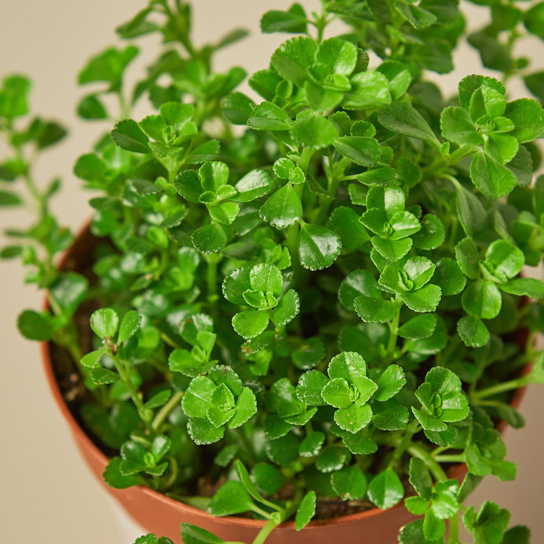 Nettle 'Baby's Tear'-Indoor Plants-The Succulent Source