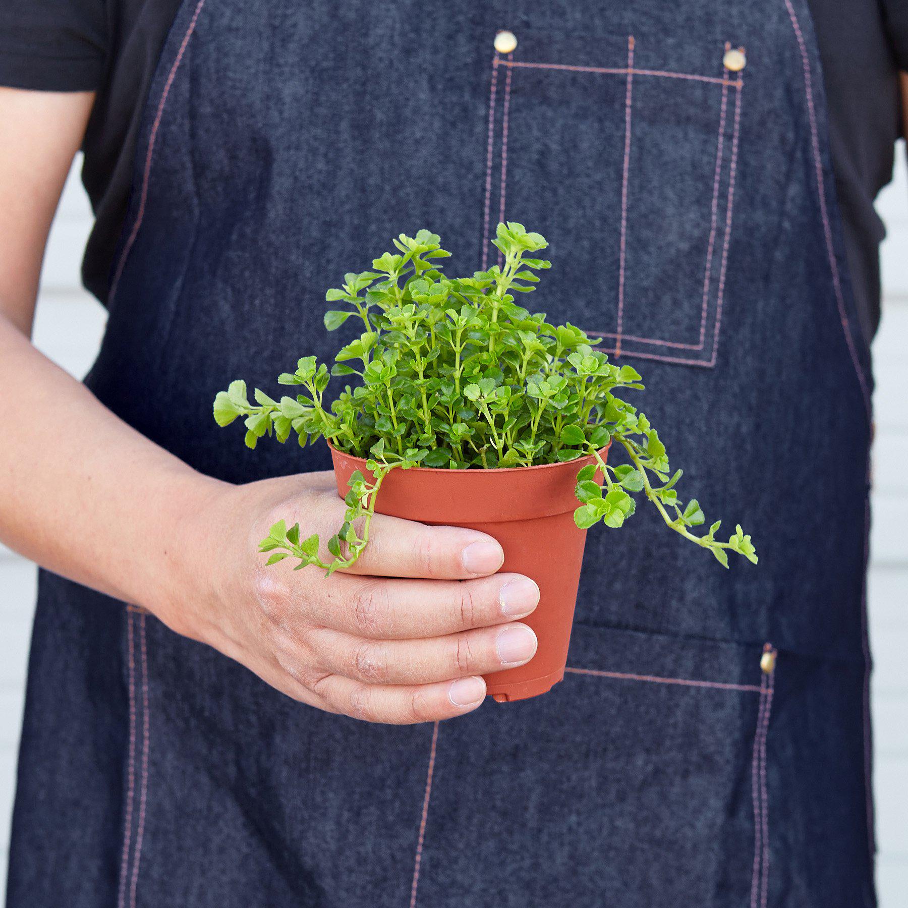 Nettle 'Baby's Tear'-Indoor Plants-The Succulent Source