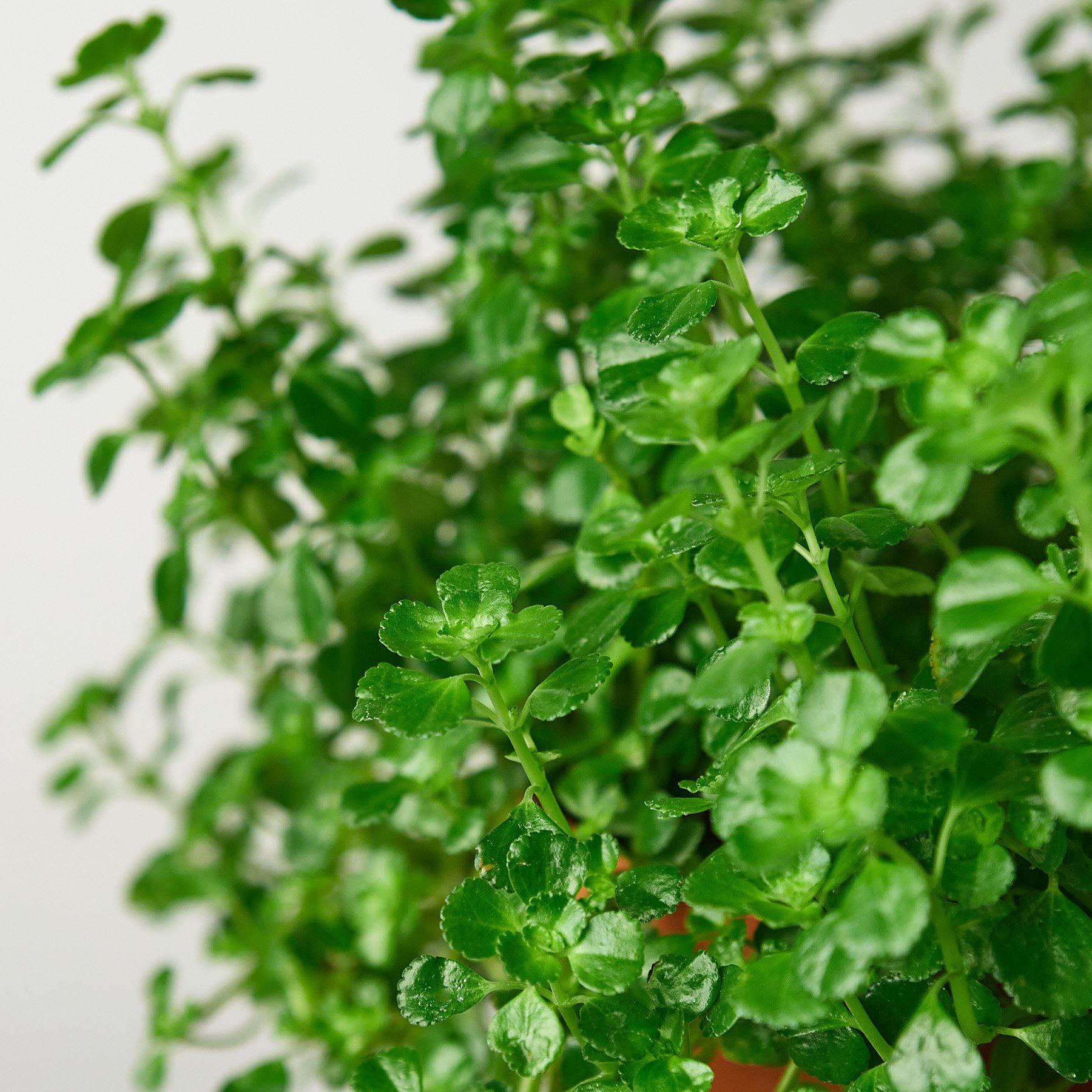 Nettle 'Baby's Tear'-Indoor Plants-The Succulent Source
