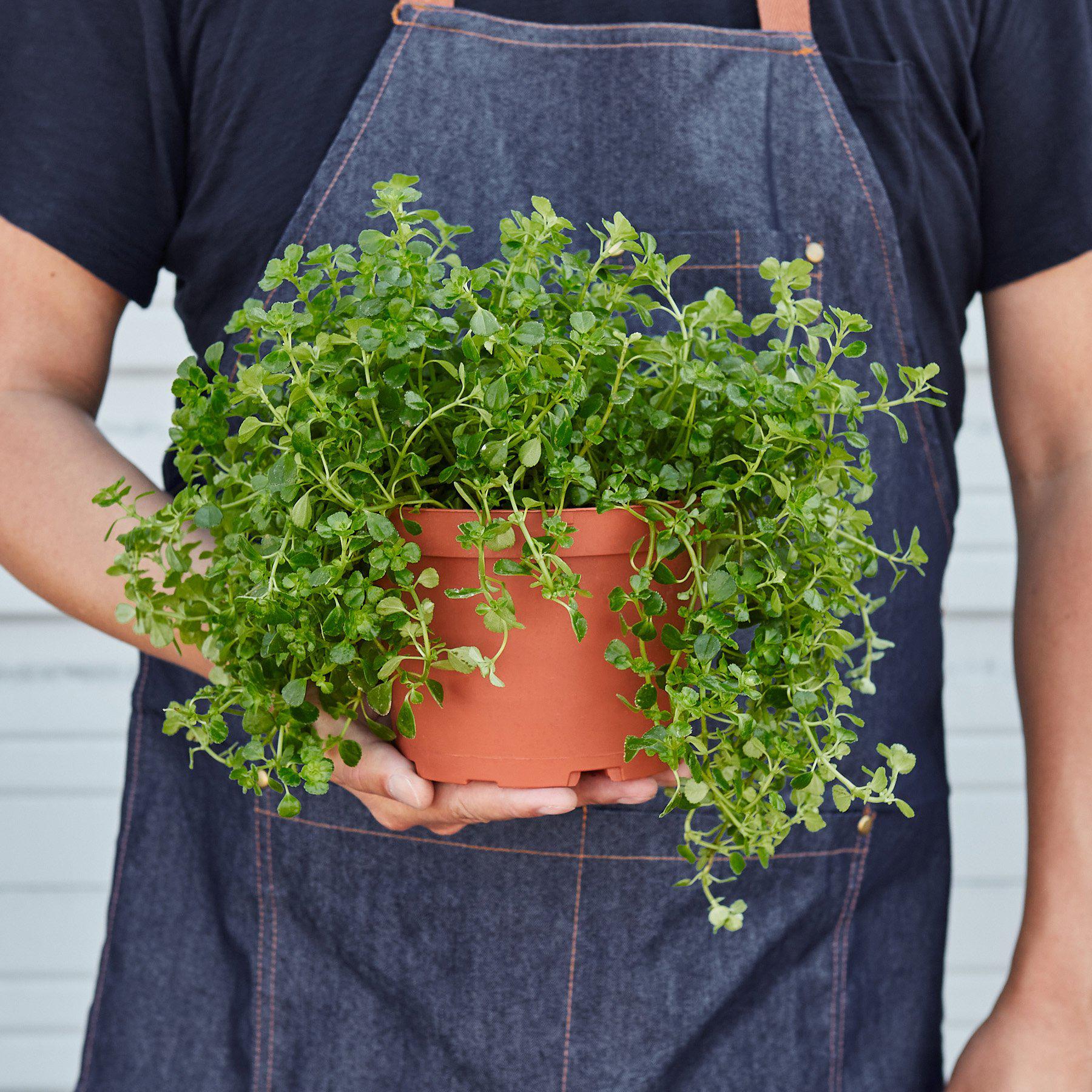 Nettle 'Baby's Tear'-Indoor Plants-The Succulent Source