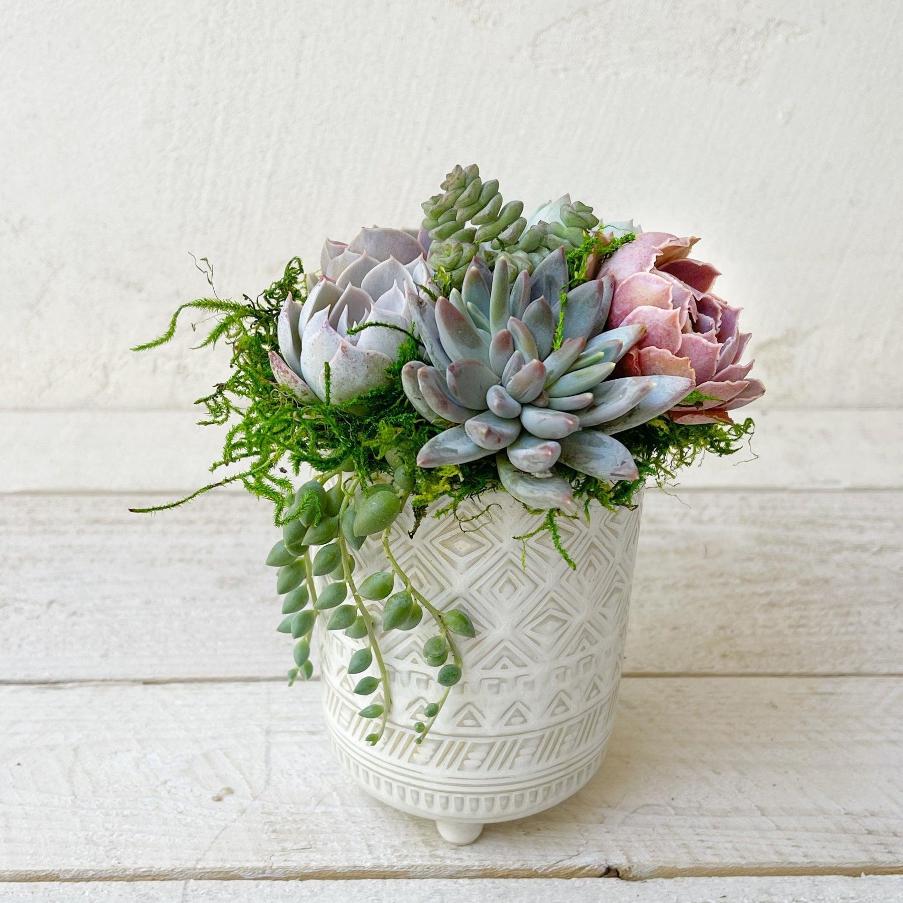 pot succulent Succulent Arrangement
