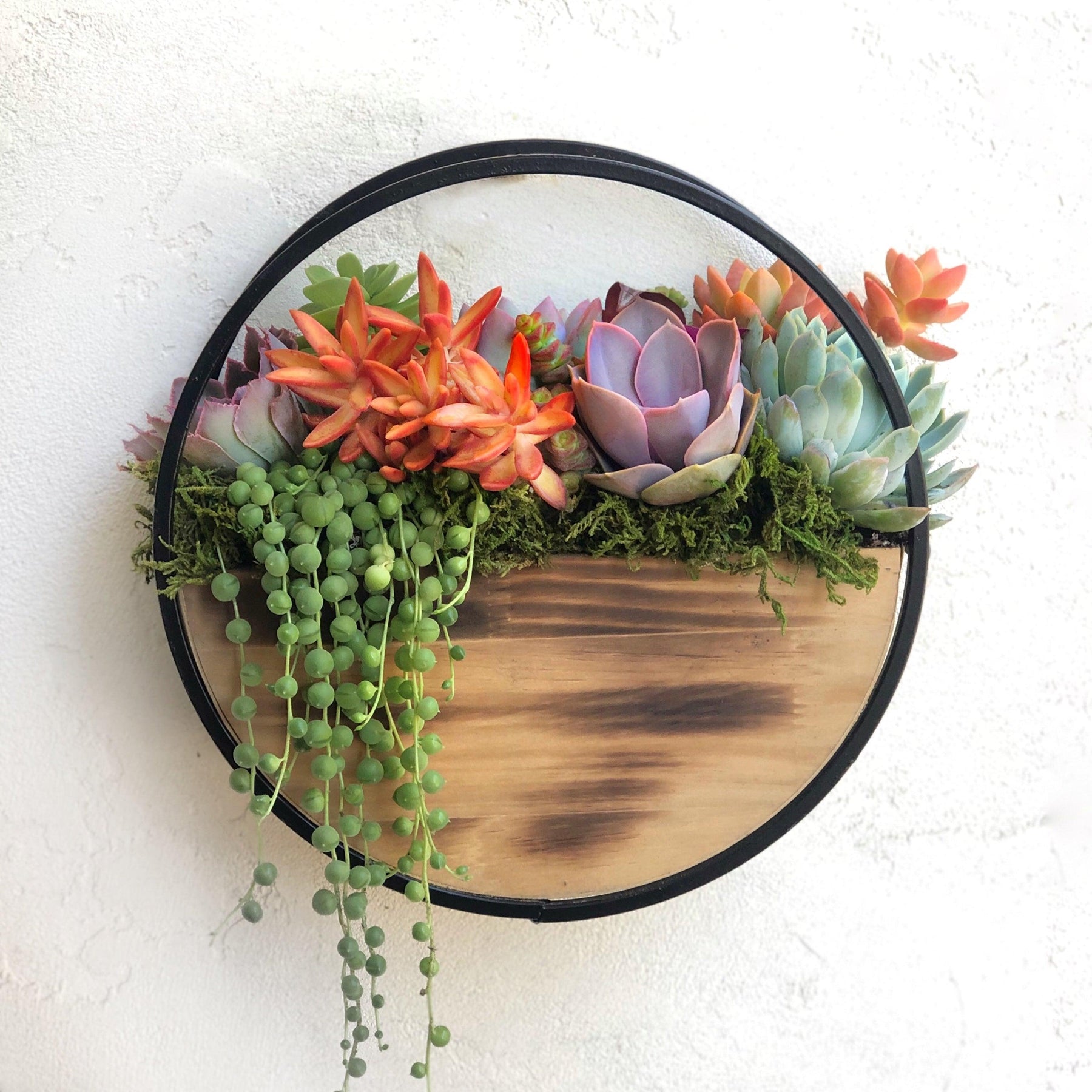 succulent pictures for wall Succulent Arrangement