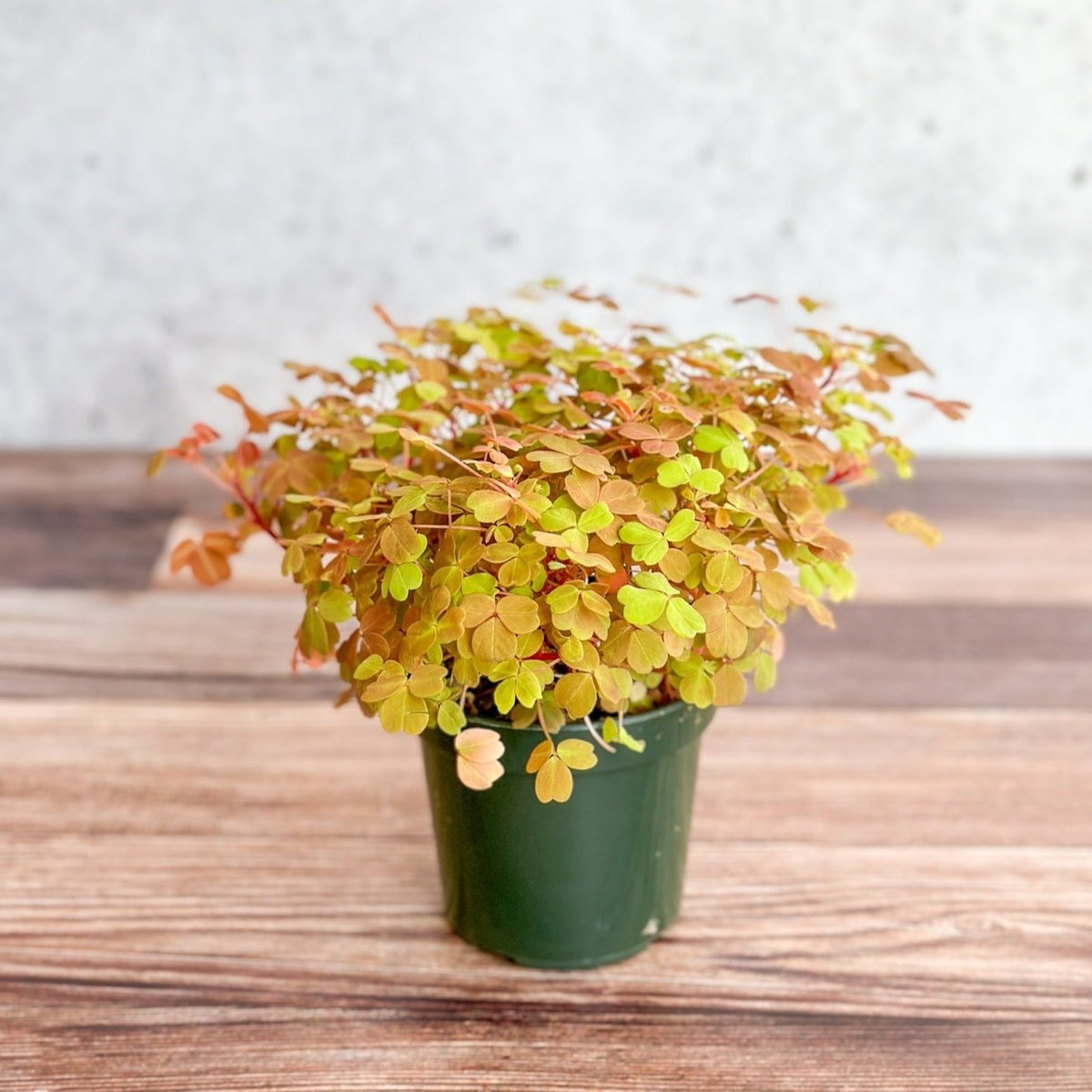 Oxalis spiralis aurea / Gold Oxalis-Potted Houseplants-The Succulent Source