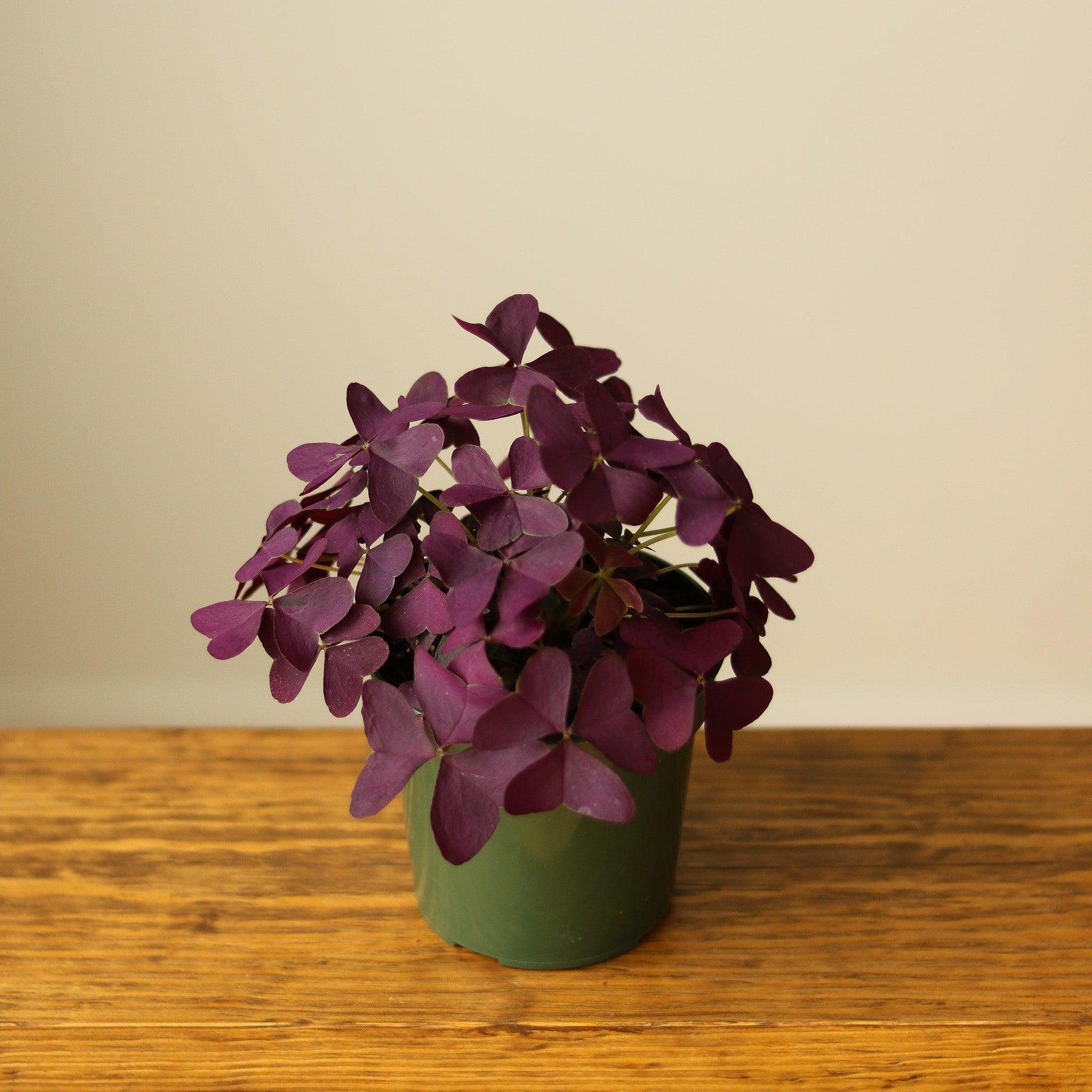 Oxalis triangularis Purple Shamrock / False Shamrock-Potted Houseplants-The Succulent Source