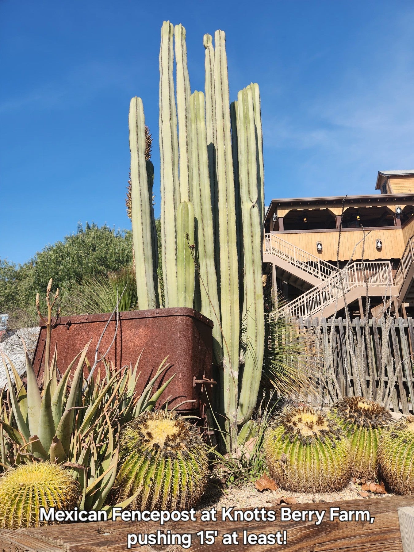Pachycerus Marginatus Mexican Fence Post Cactus Potted and Cuttings-Cactus - Large - Exact-The Succulent Source