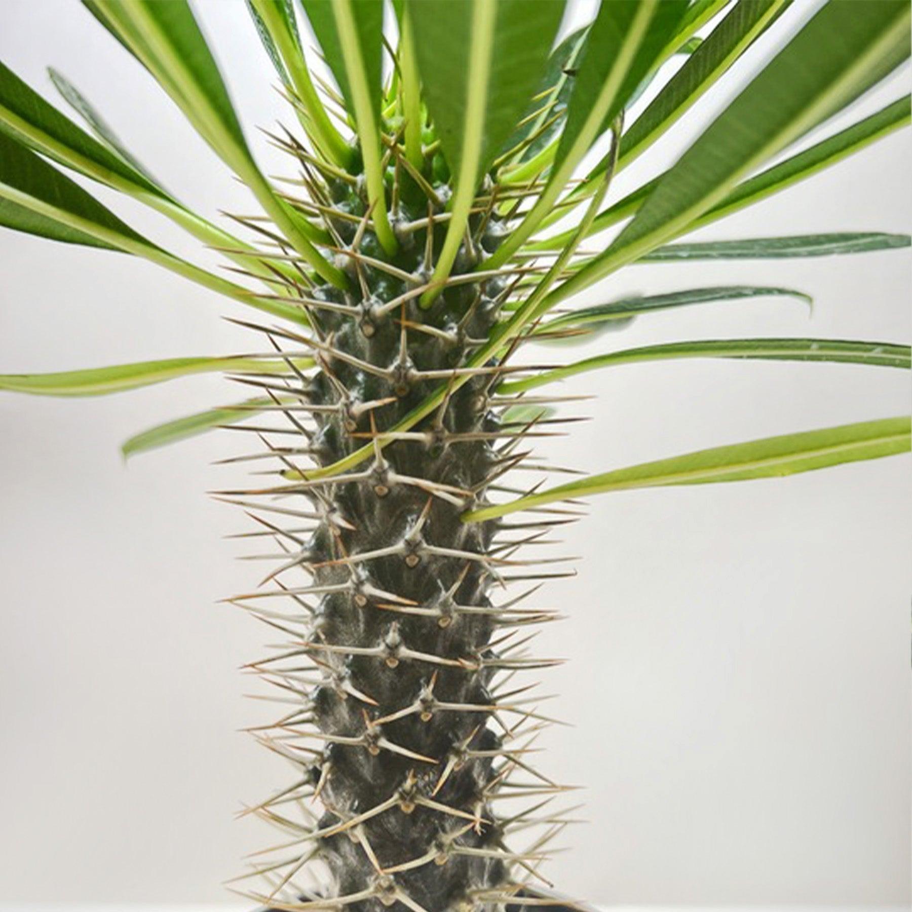 Pachypodium 'lamerei' (Madagascar Palm)-Indoor Plants-The Succulent Source