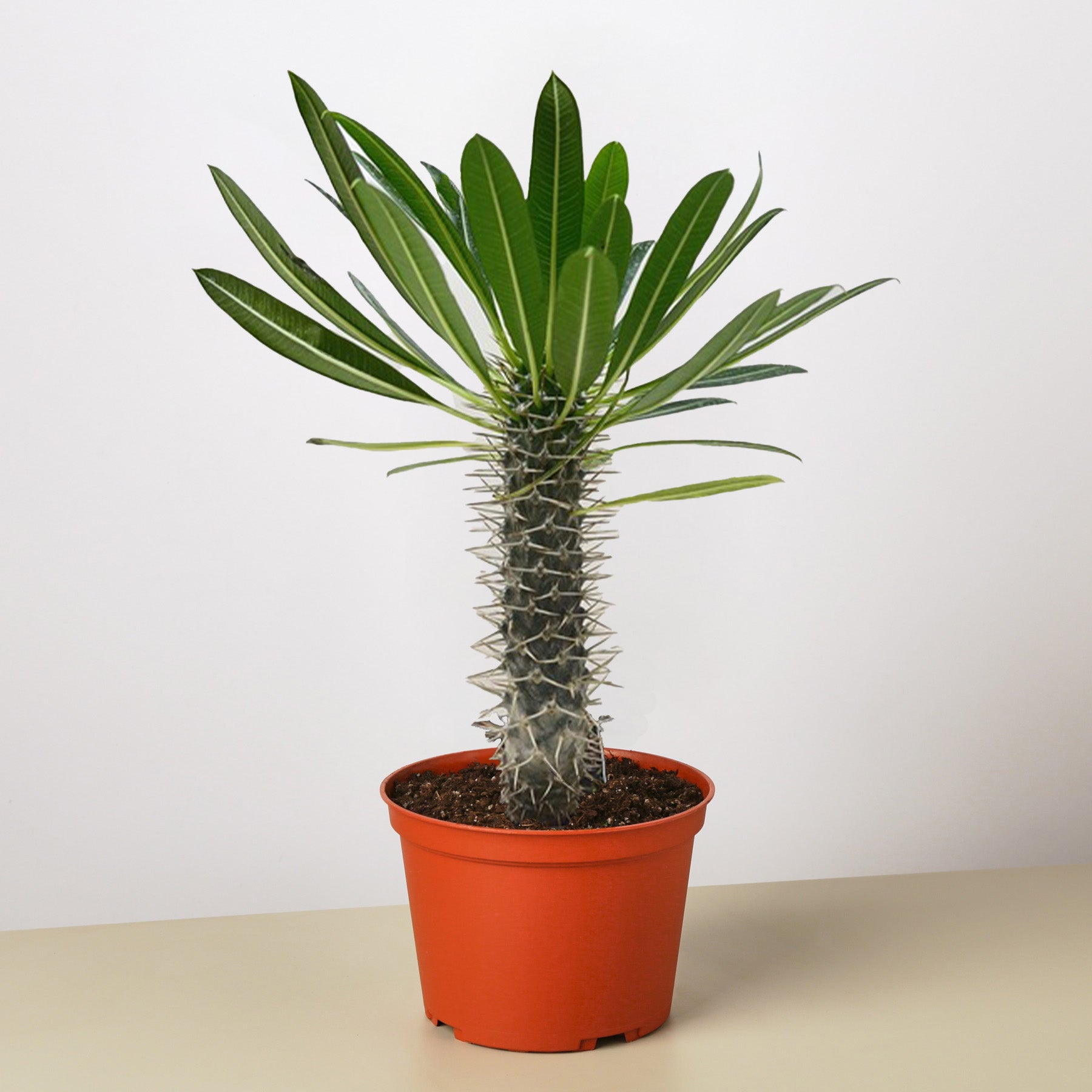 madagascar succulent Pachypodium 'lamerei' (Madagascar Palm)
