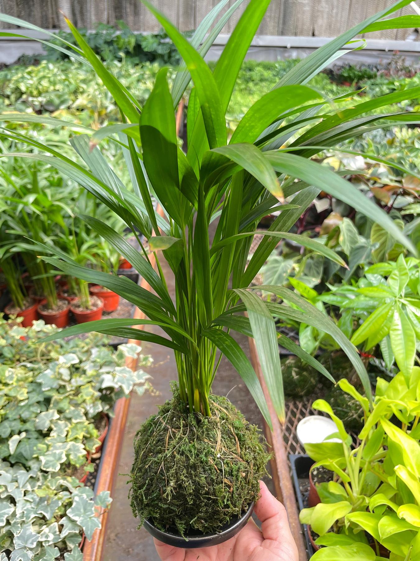 Palm Areca Kokedama-The Succulent Source