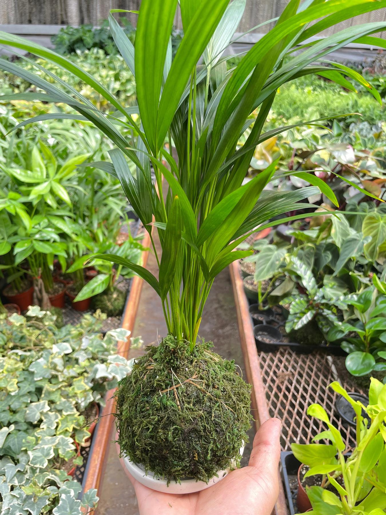 Palm Areca Kokedama-The Succulent Source