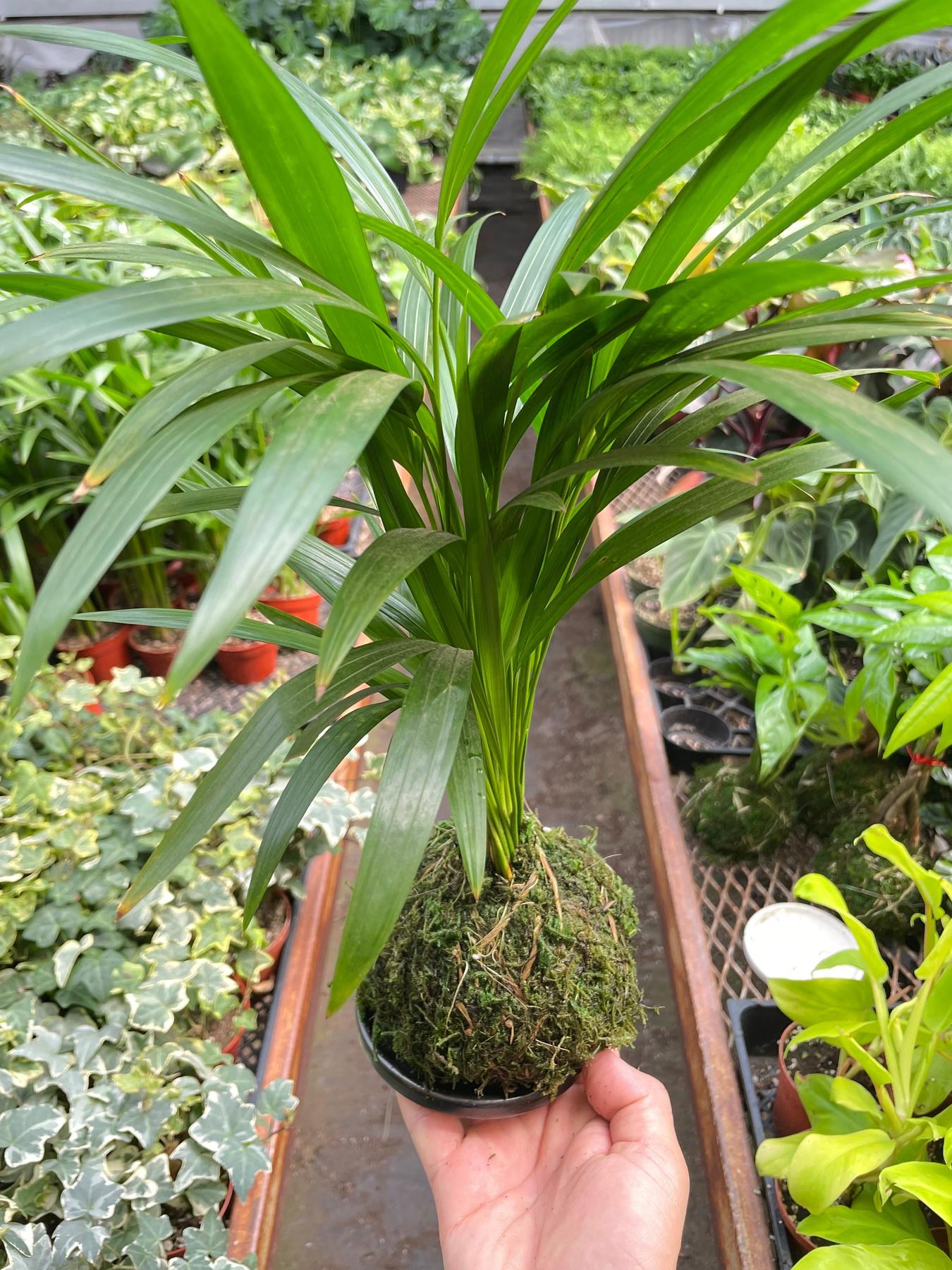 Palm Areca Kokedama-The Succulent Source
