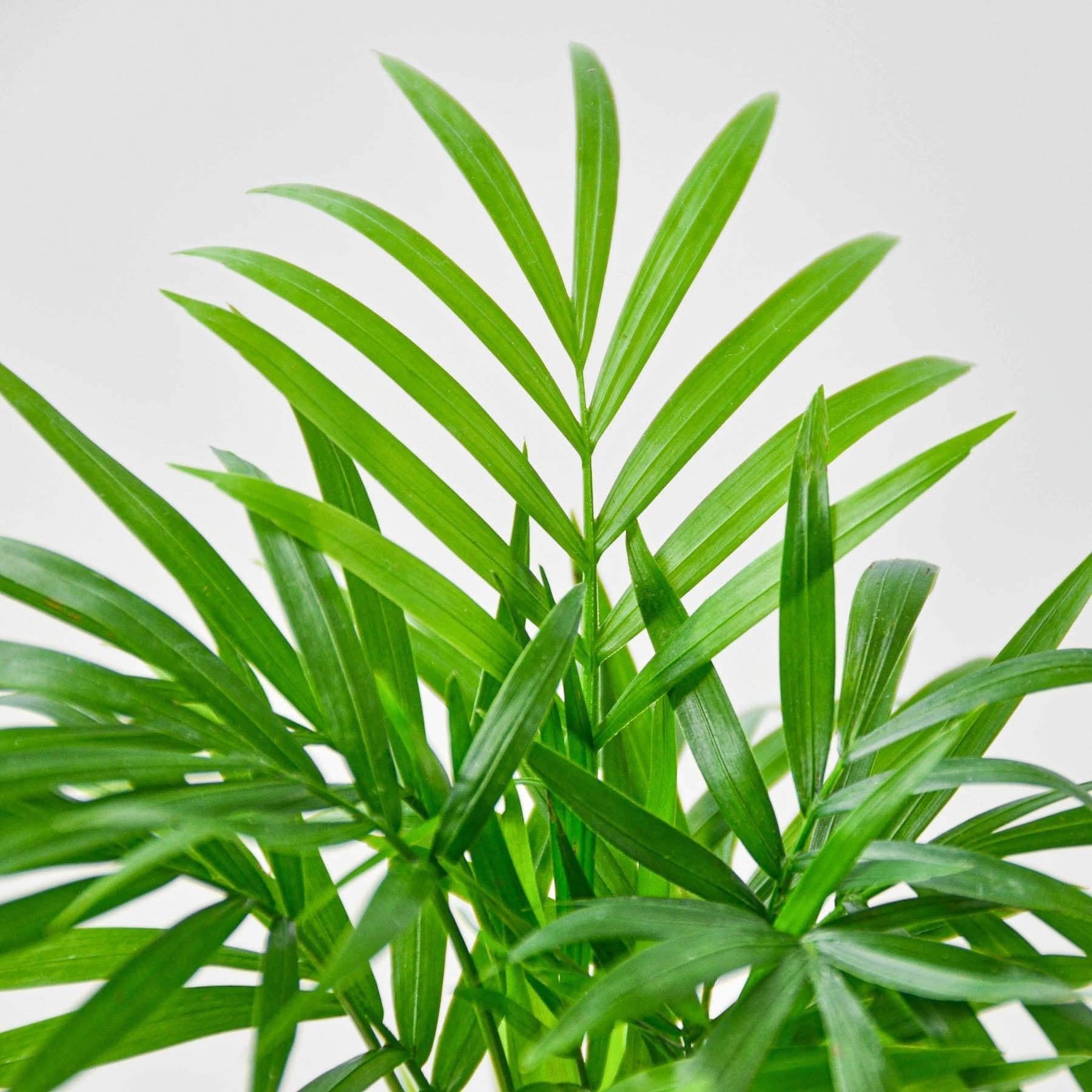 Parlor Palm-Indoor Plants-The Succulent Source