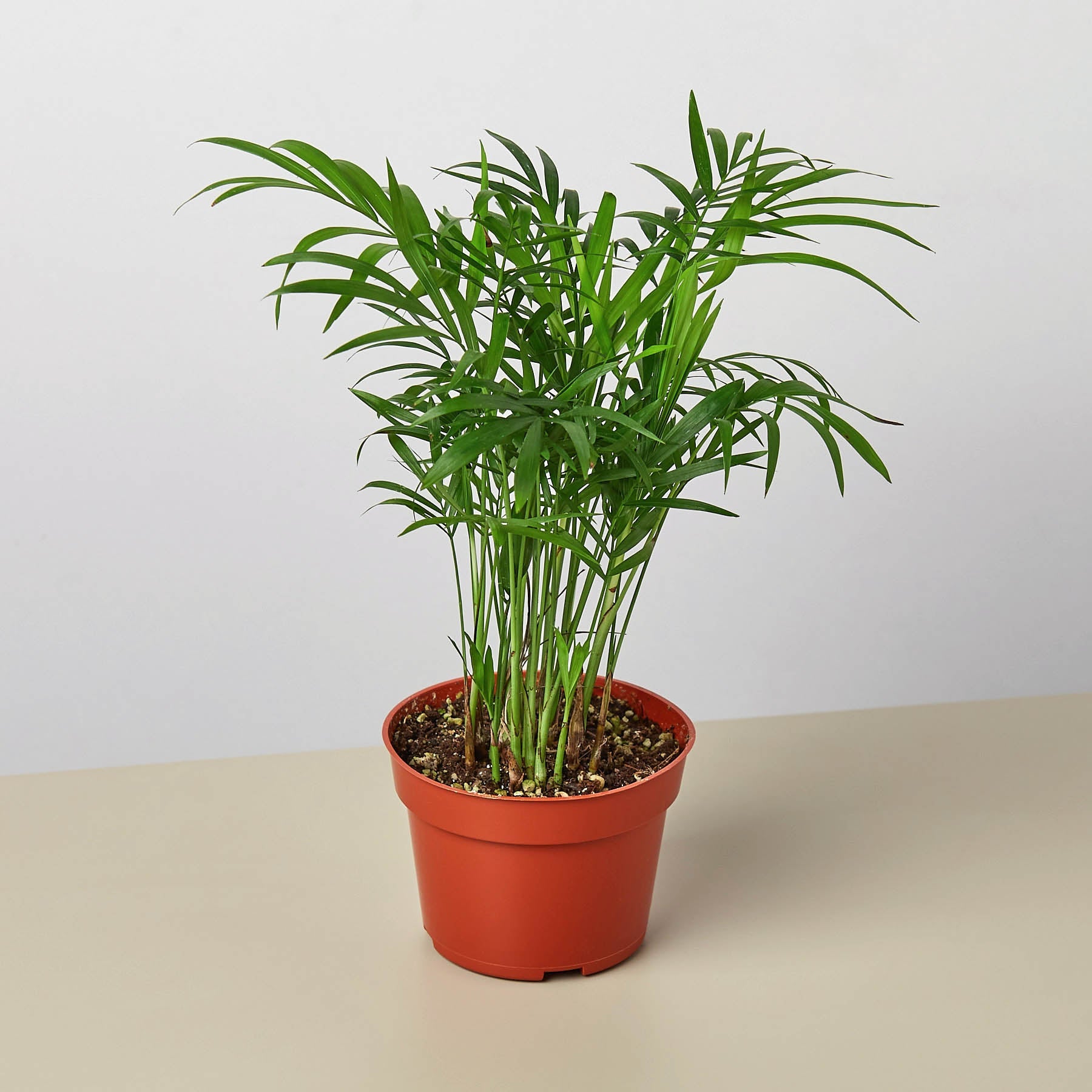 Parlor Palm-Indoor Plants-The Succulent Source