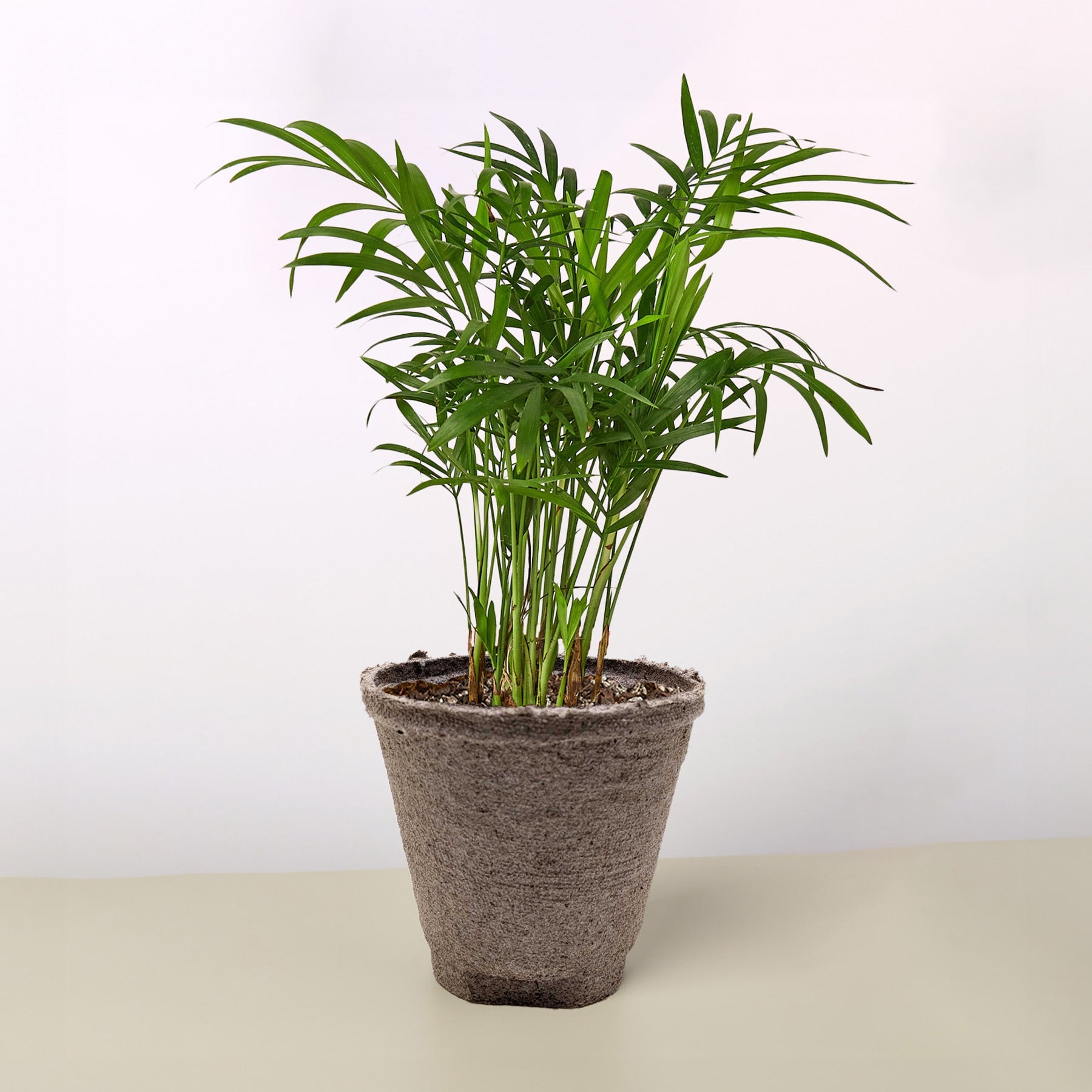 Parlor Palm-Indoor Plants-The Succulent Source