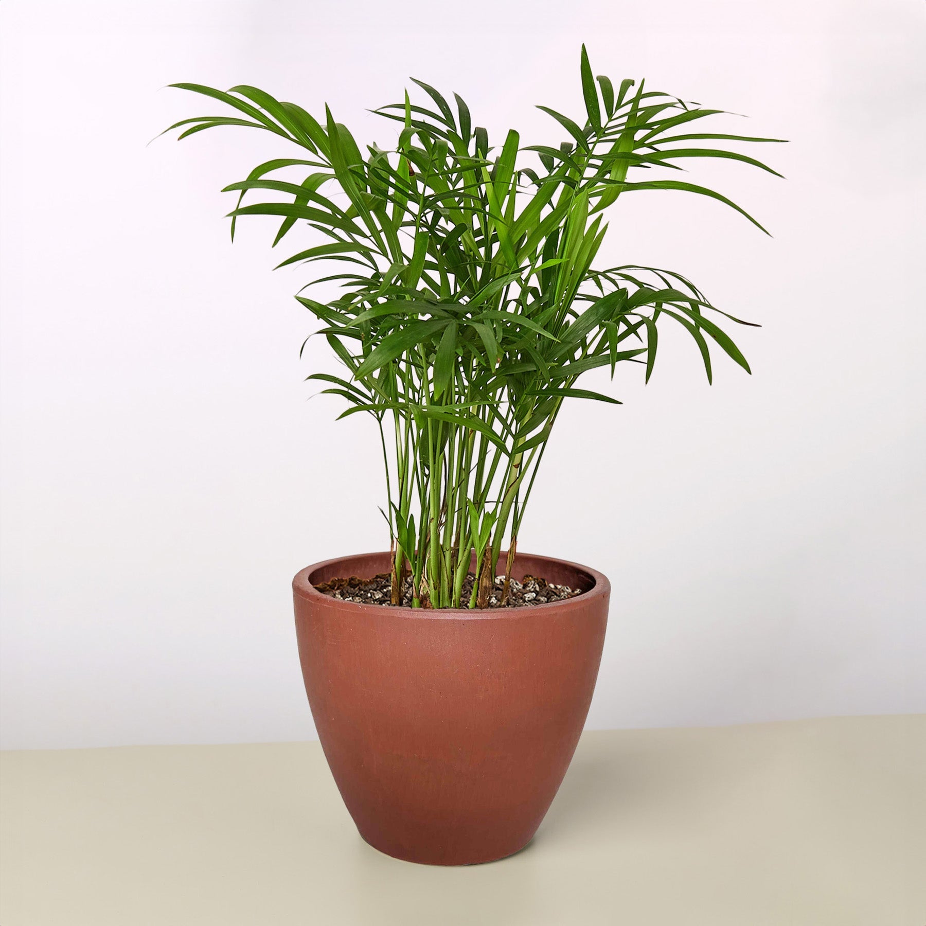 Parlor Palm-Indoor Plants-The Succulent Source