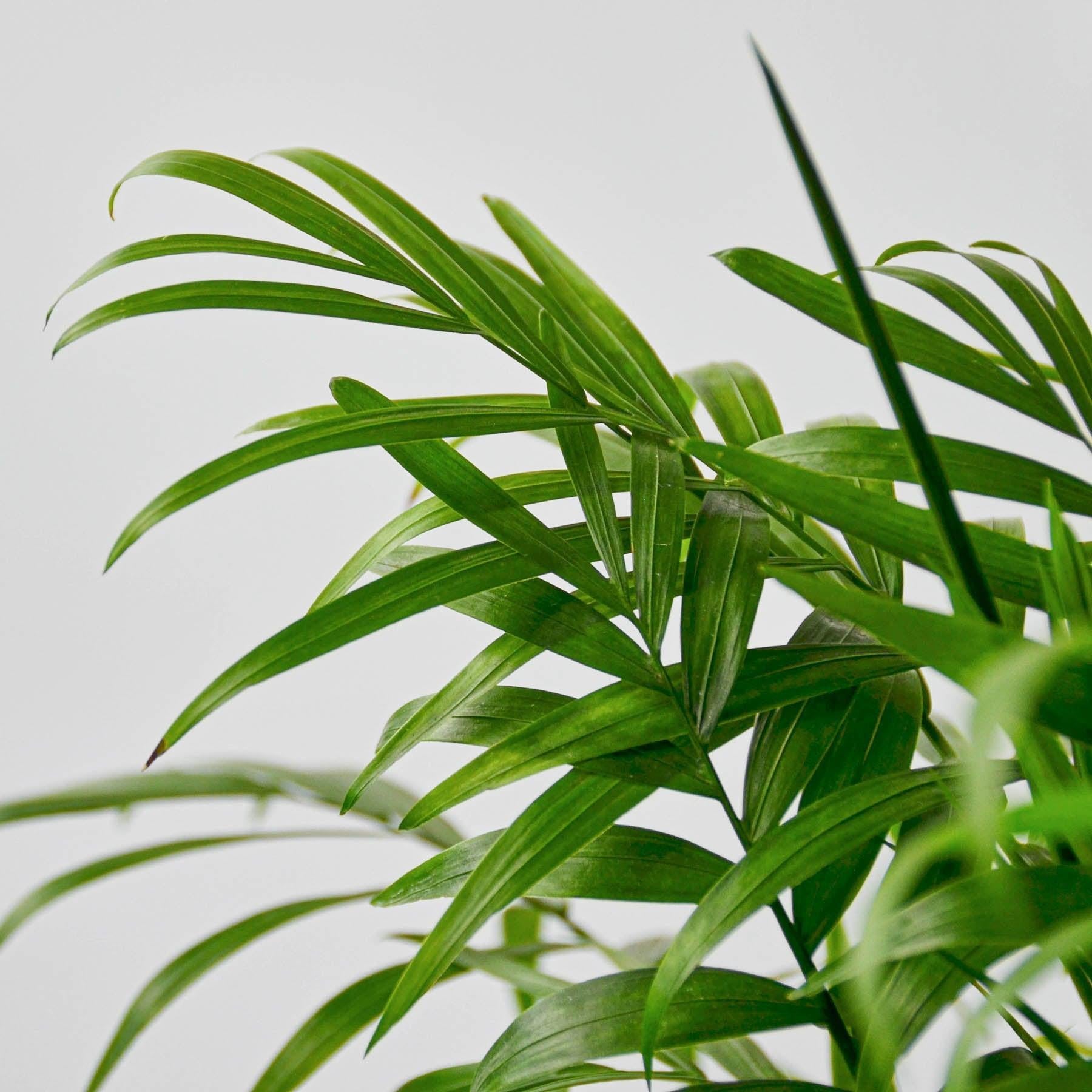 Parlor Palm-Indoor Plants-The Succulent Source