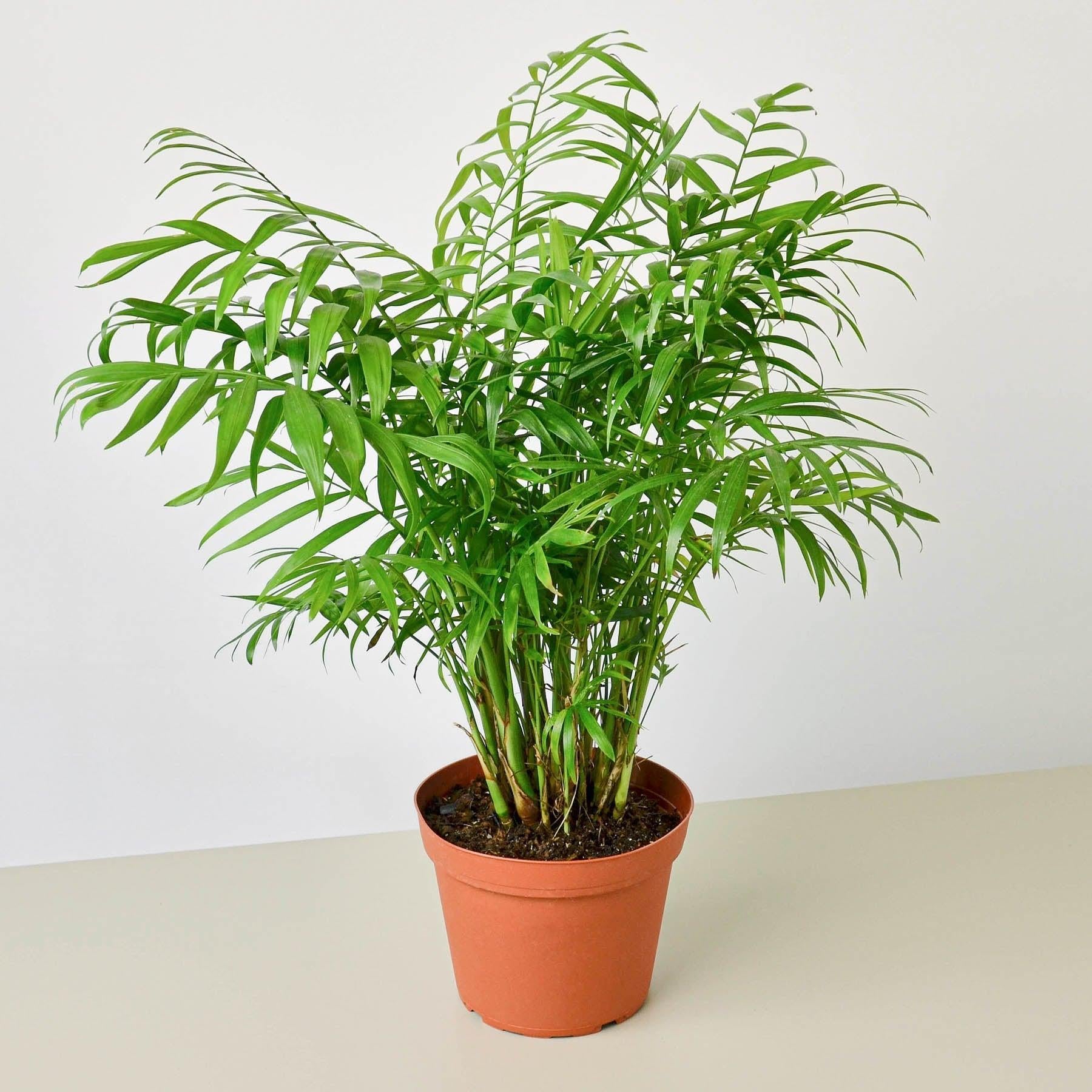 Parlor Palm-Indoor Plants-The Succulent Source