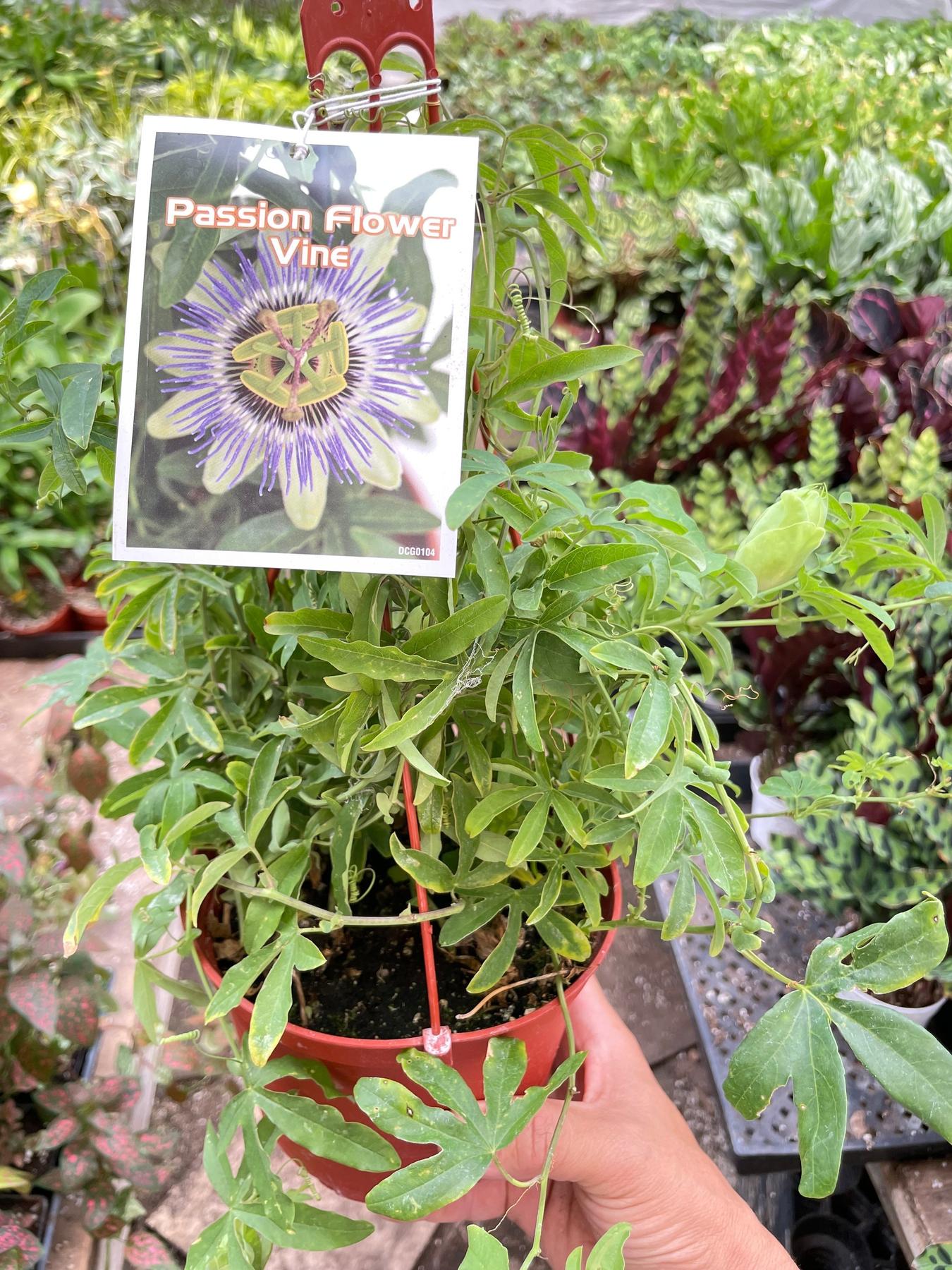 Passion Flower (Maracuya, Granadilla)-Indoor Plants-The Succulent Source