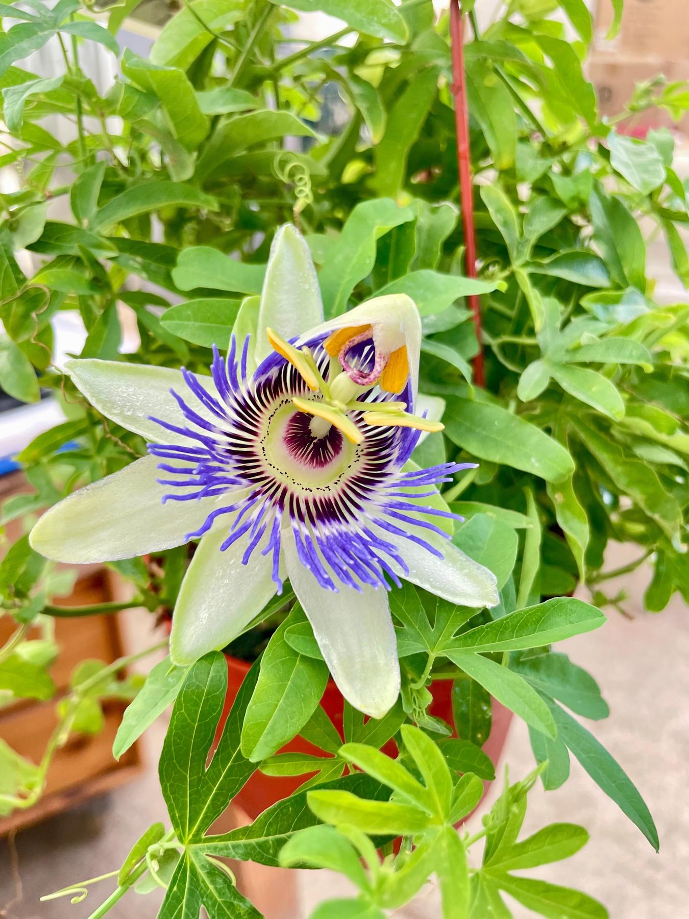 Passion Flower (Maracuya, Granadilla)-Indoor Plants-The Succulent Source