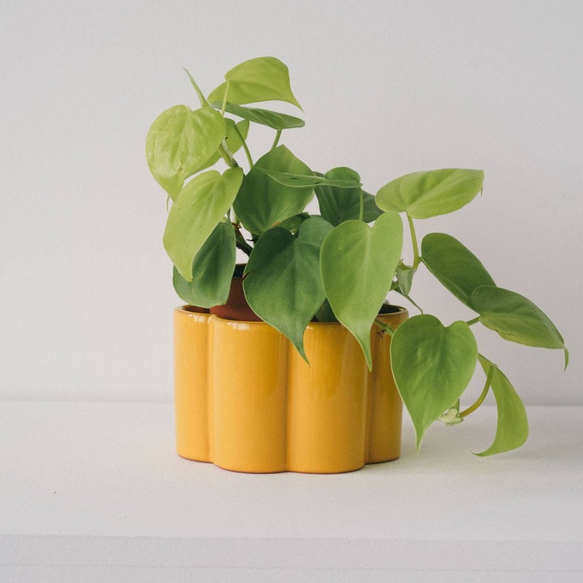 Paula Self Watering Planter Pot - Mustard Yellow-Pots & Planters-The Succulent Source