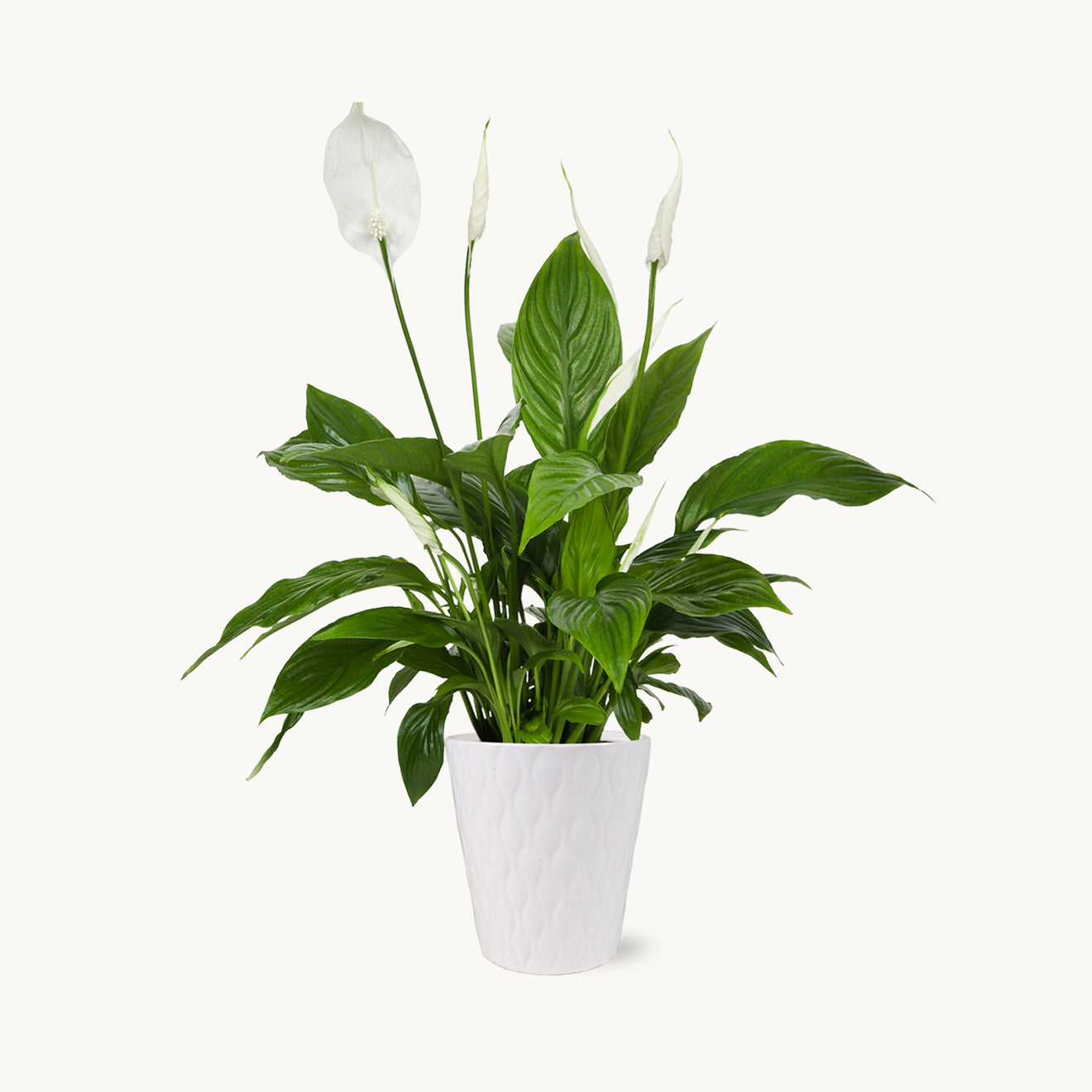 Peace Lily-The Succulent Source