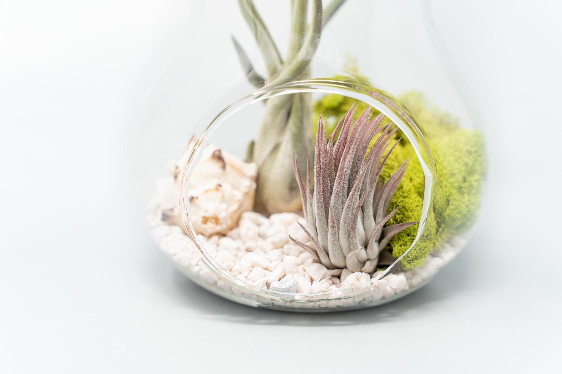 Pear Terrarium with Pebble Kit and Tillandsia Air Plants-gift-The Succulent Source