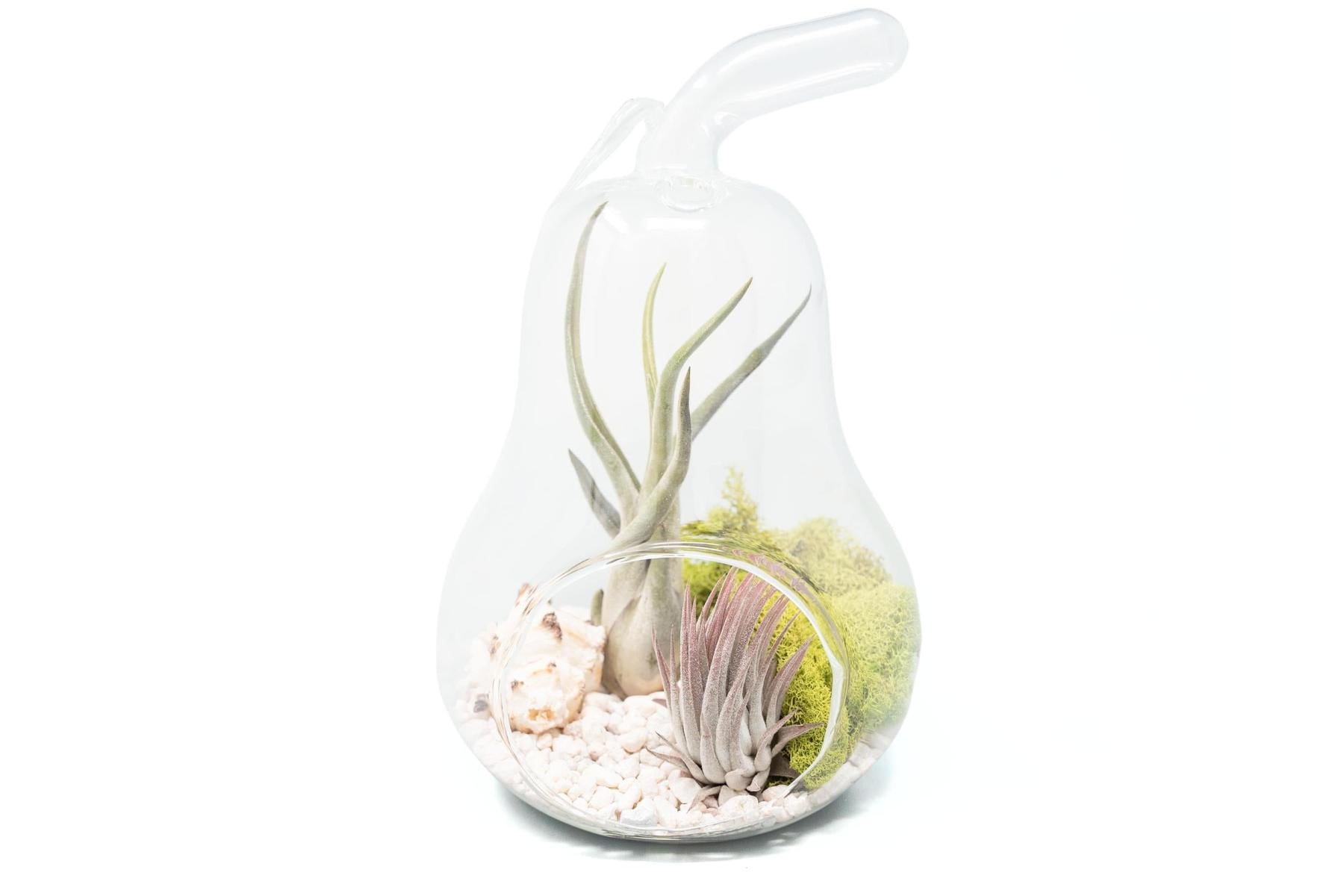 Pear Terrarium with Pebble Kit and Tillandsia Air Plants-gift-The Succulent Source