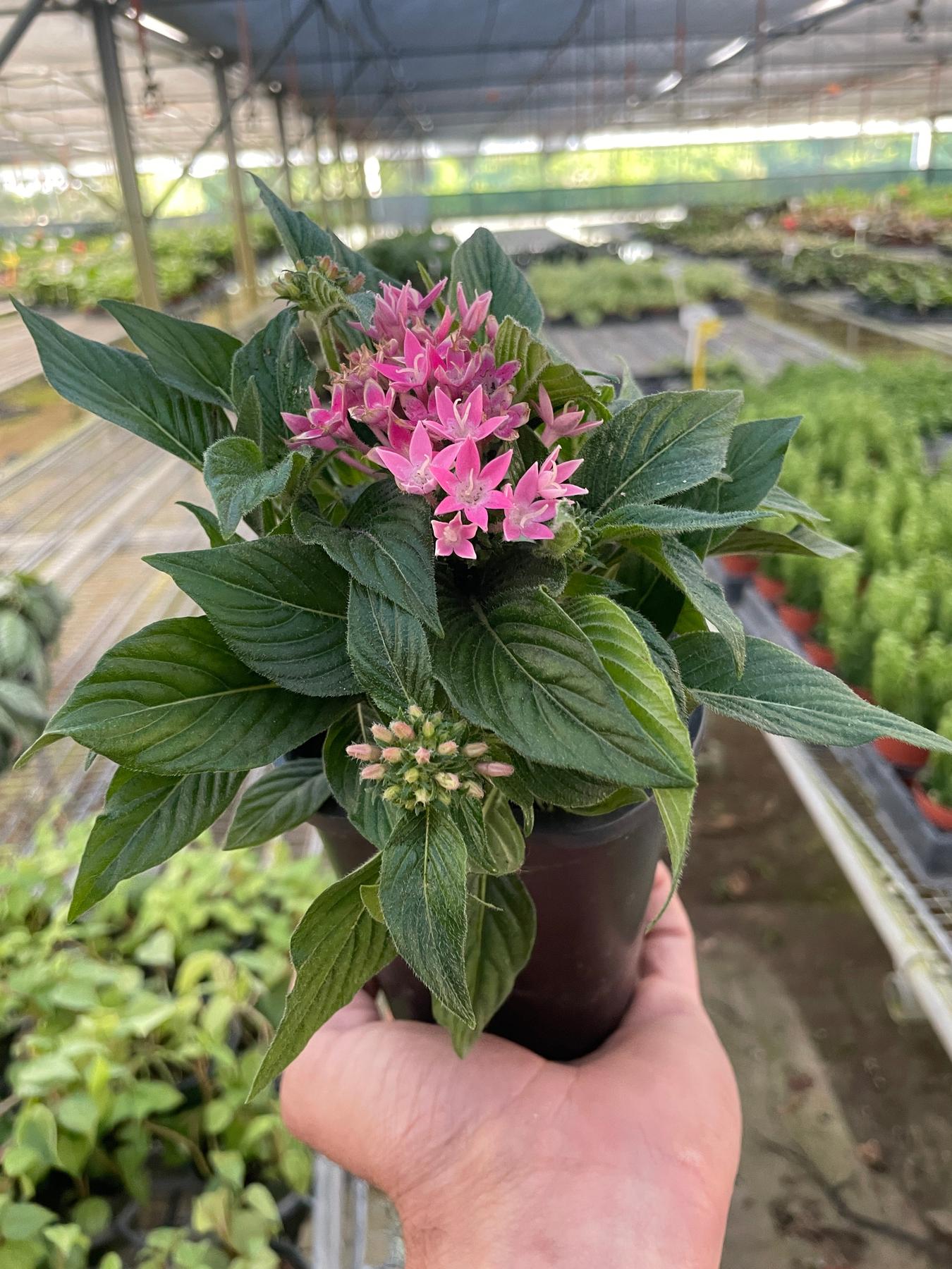 Penta-Flowering-The Succulent Source
