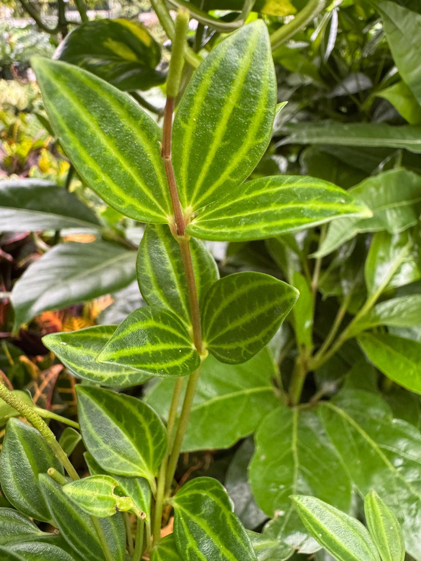Peperomia 'Angulata'-4" Plant-The Succulent Source
