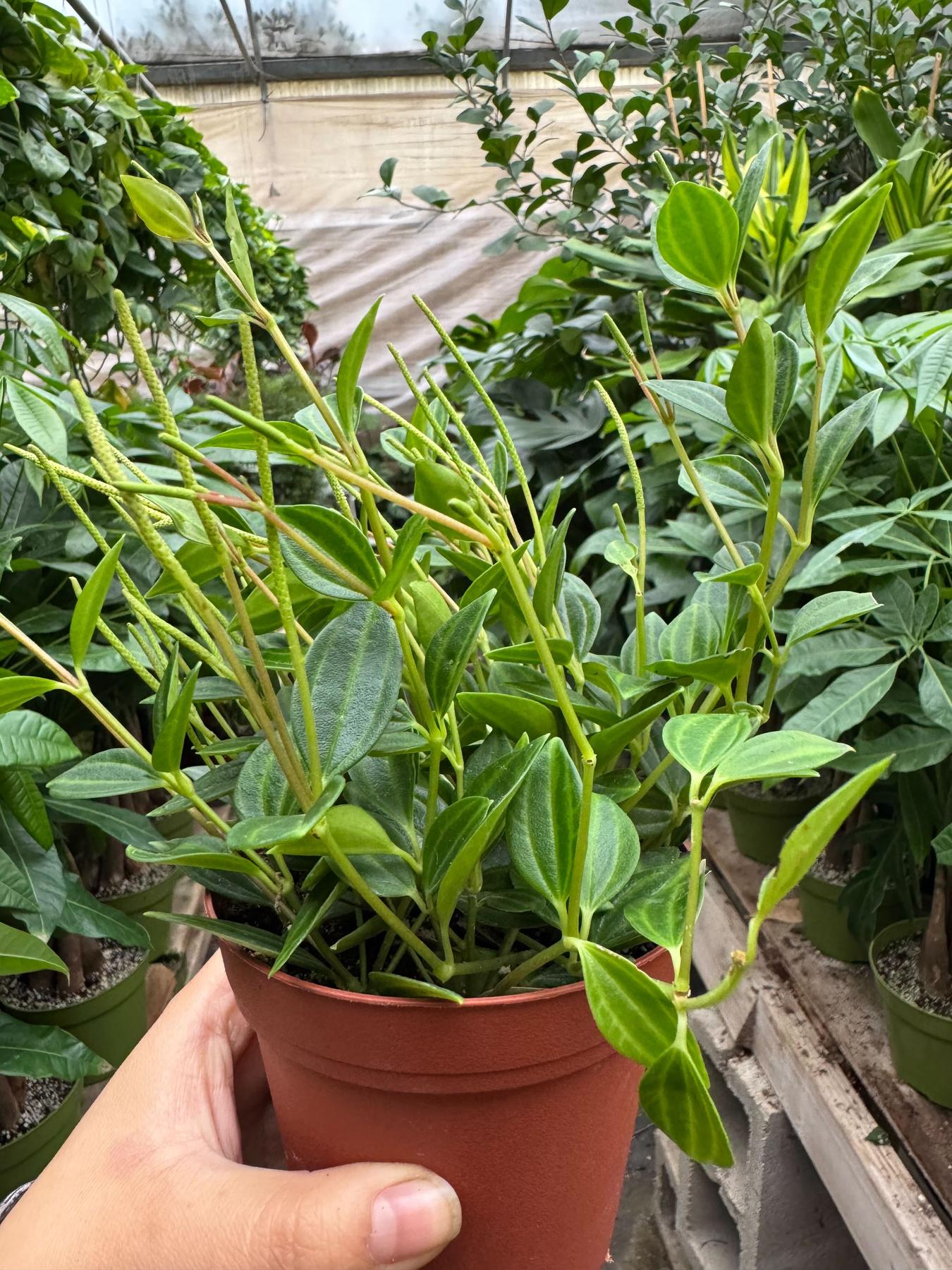 Peperomia 'Angulata'-4" Plant-The Succulent Source