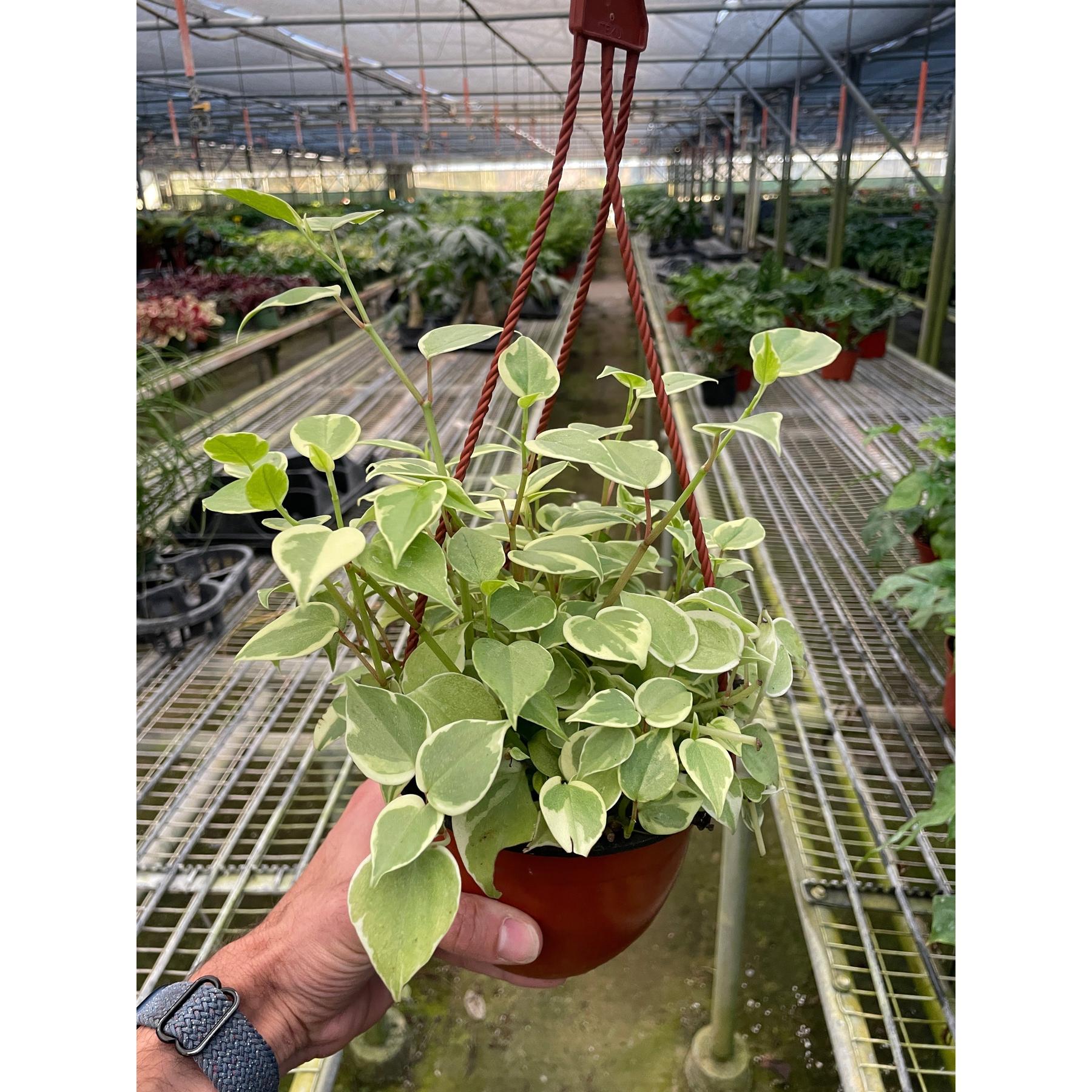 Peperomia 'Cupid'-Indoor Plants-The Succulent Source