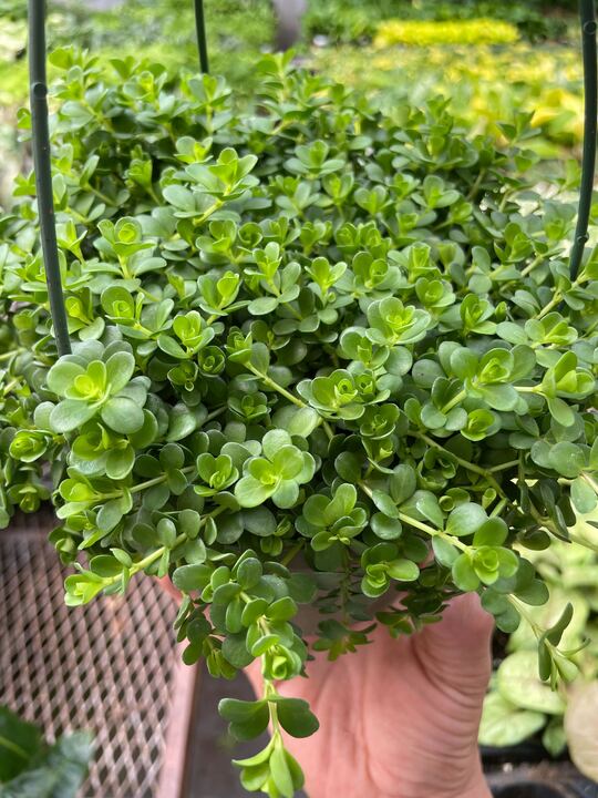 Peperomia Deppeana-Indoor Plants-The Succulent Source