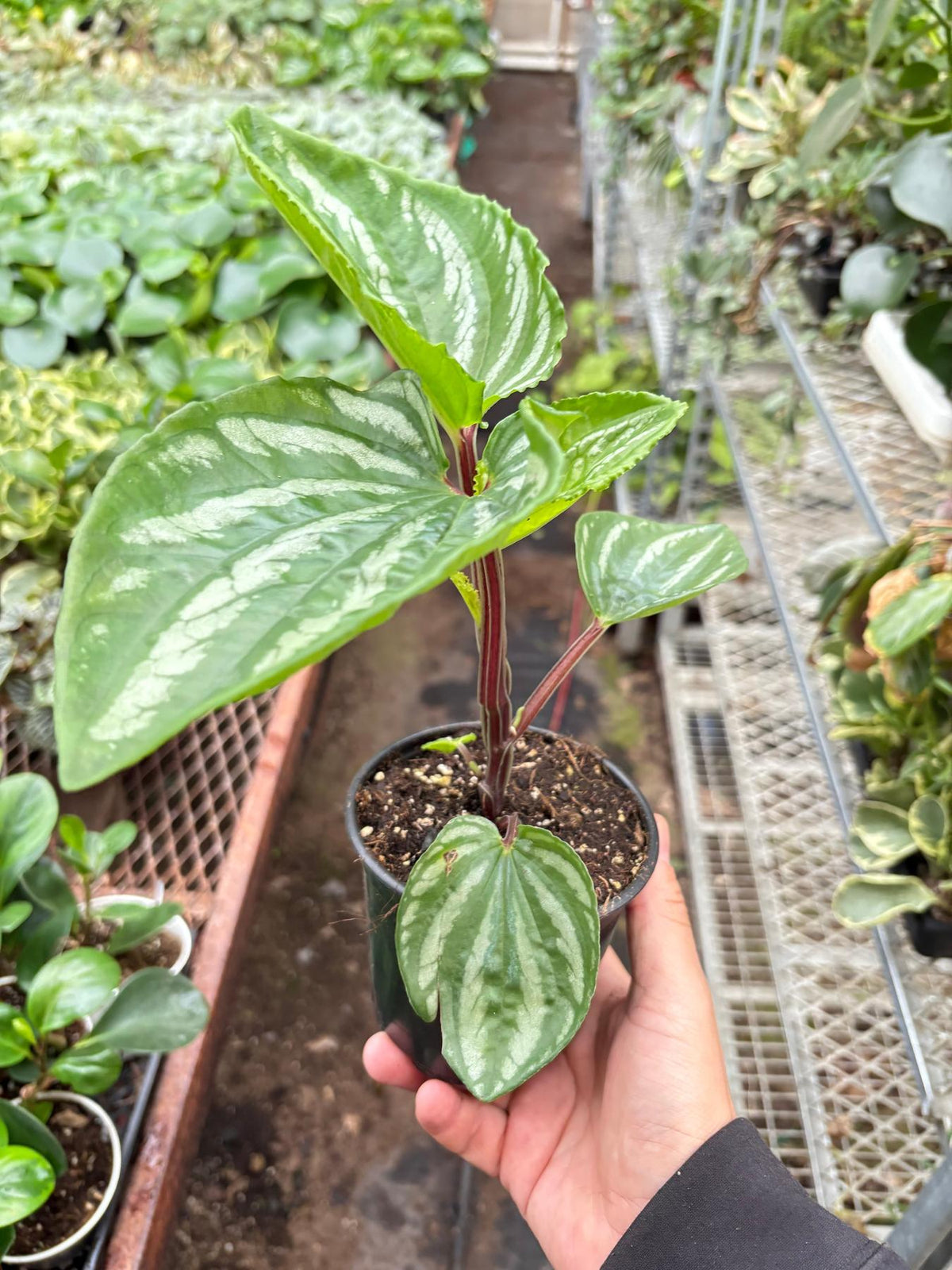 Peperomia Ecuador-Indoor Plants-The Succulent Source