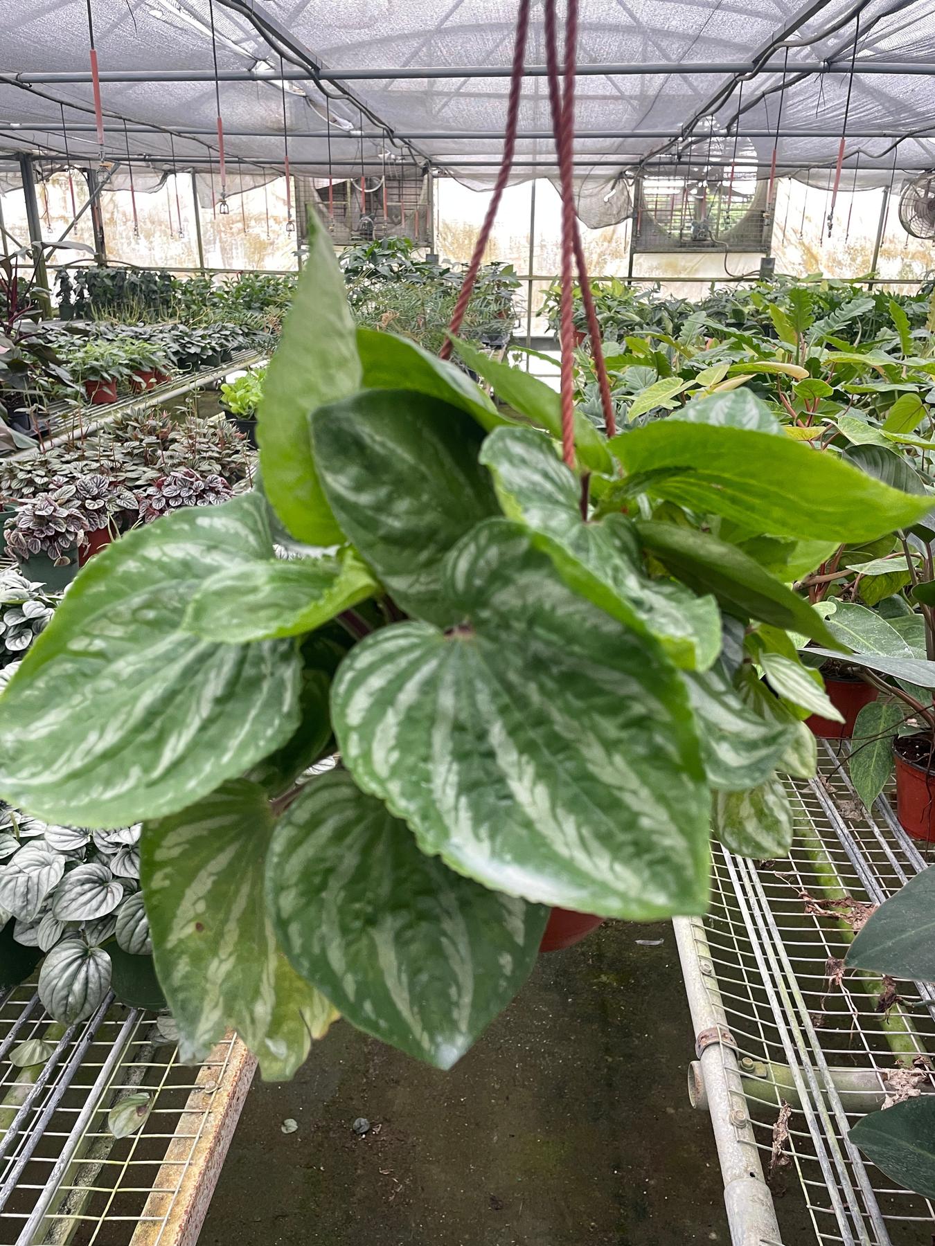 Peperomia Ecuador-Indoor Plants-The Succulent Source