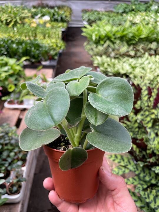 Peperomia 'Felted'-Indoor Plants-The Succulent Source