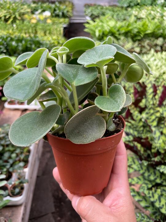 Peperomia 'Felted'-Indoor Plants-The Succulent Source