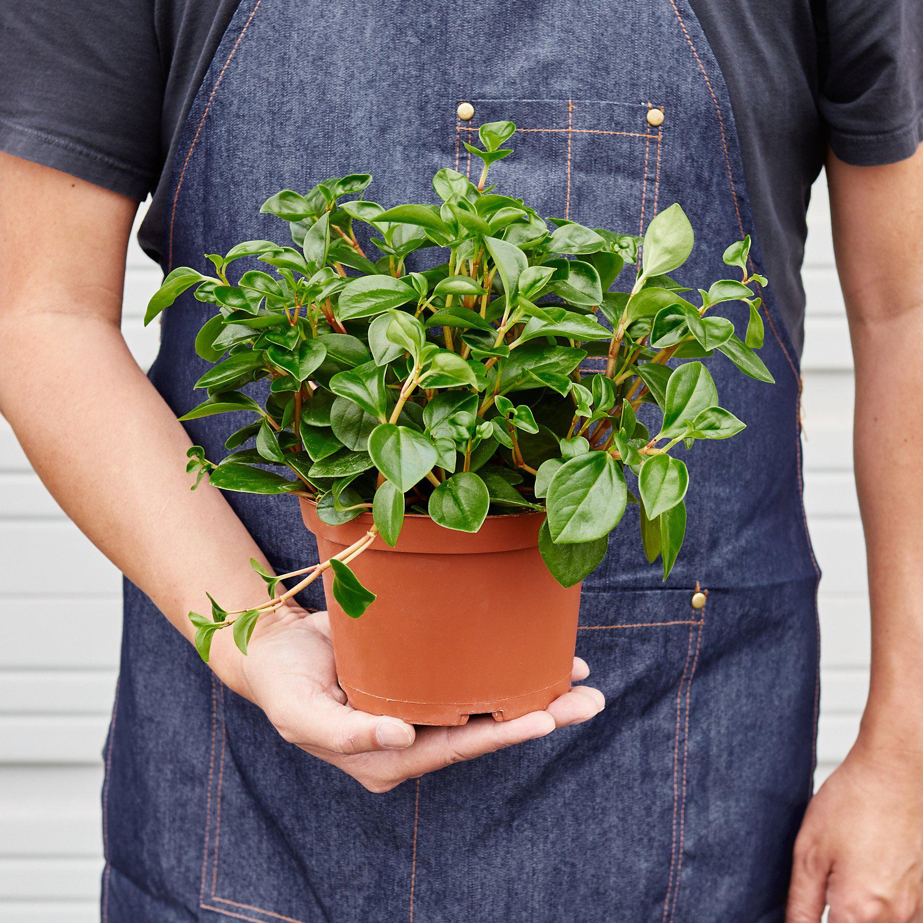 Peperomia 'Glabella'-Indoor Plants-The Succulent Source
