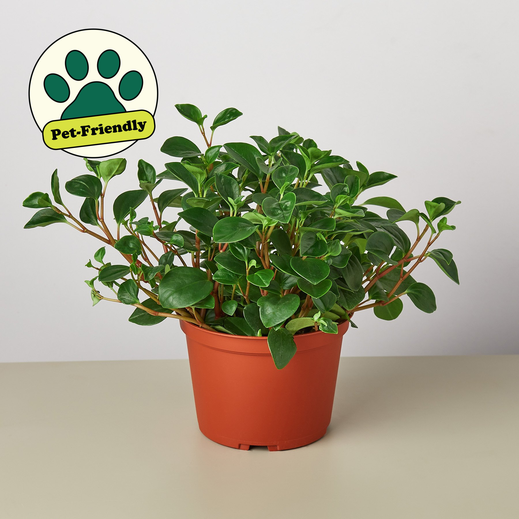 Peperomia 'Glabella'-Indoor Plants-The Succulent Source