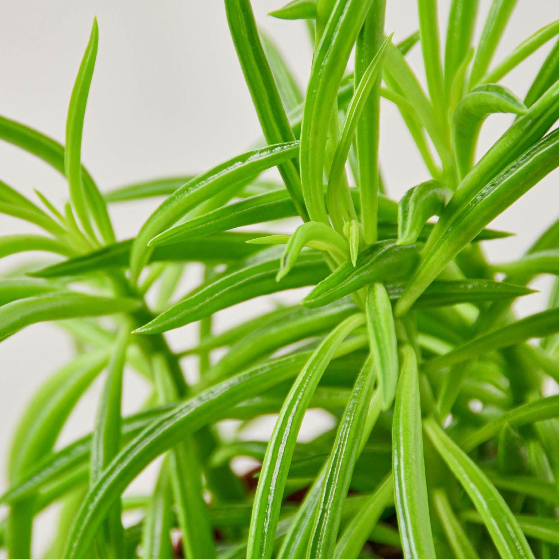 Peperomia 'Green Bean'-Indoor Plants-The Succulent Source
