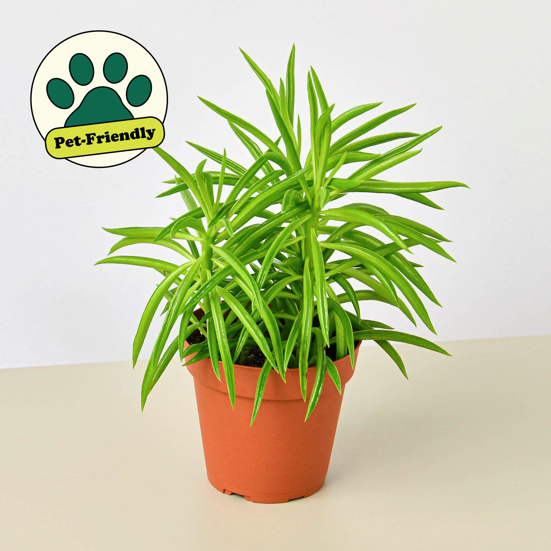 Peperomia 'Green Bean'-Indoor Plants-The Succulent Source